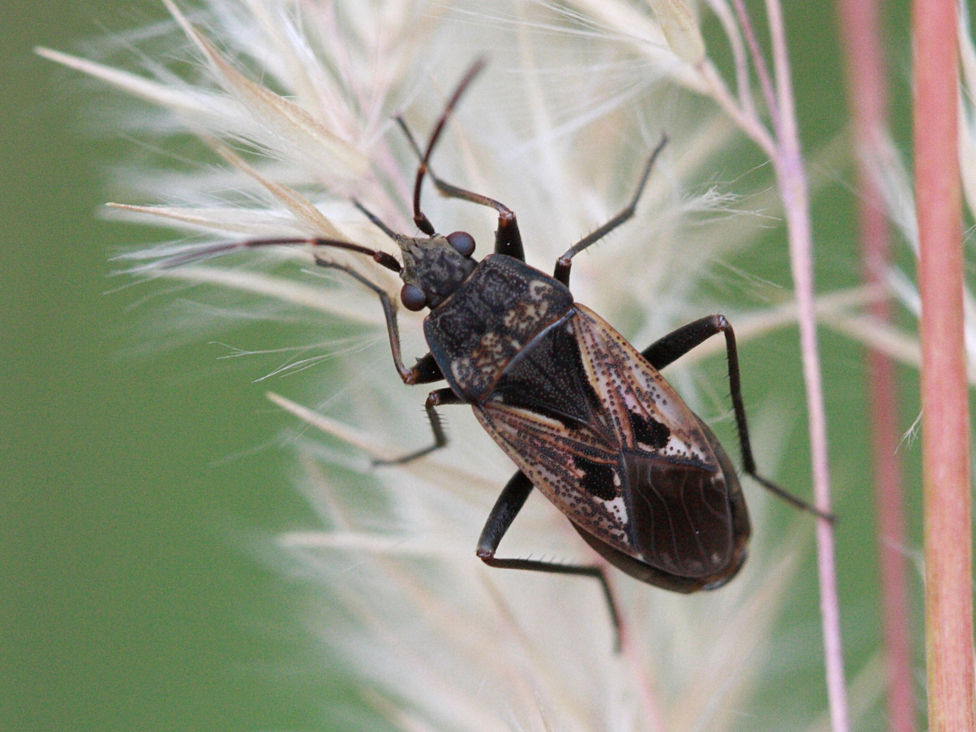 rhyparochromus_vulgaris2bd