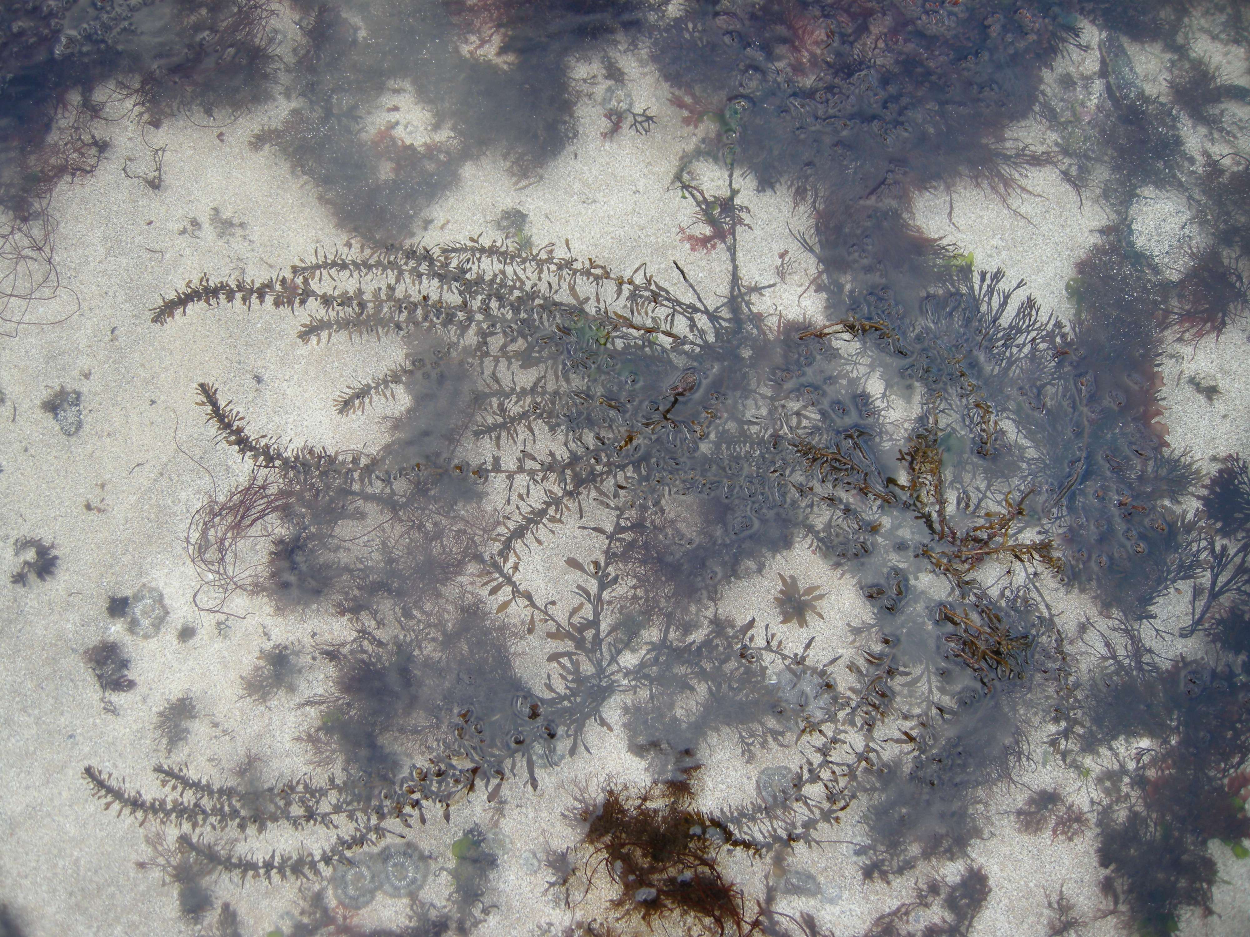 Afficher le média sargassum_muticum4md sargassum_muticum4md