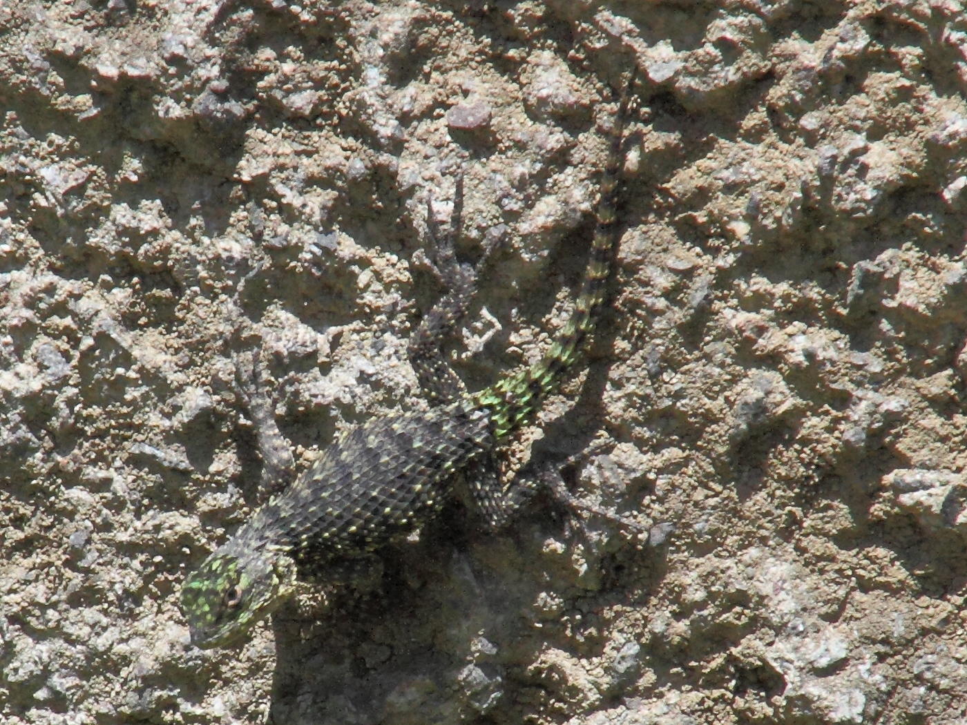 Afficher le média sceloporus_malachiticus1md sceloporus_malachiticus1md