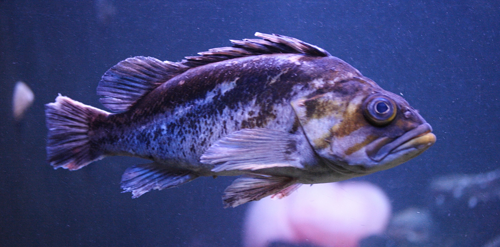 sebastes_caurinus1md