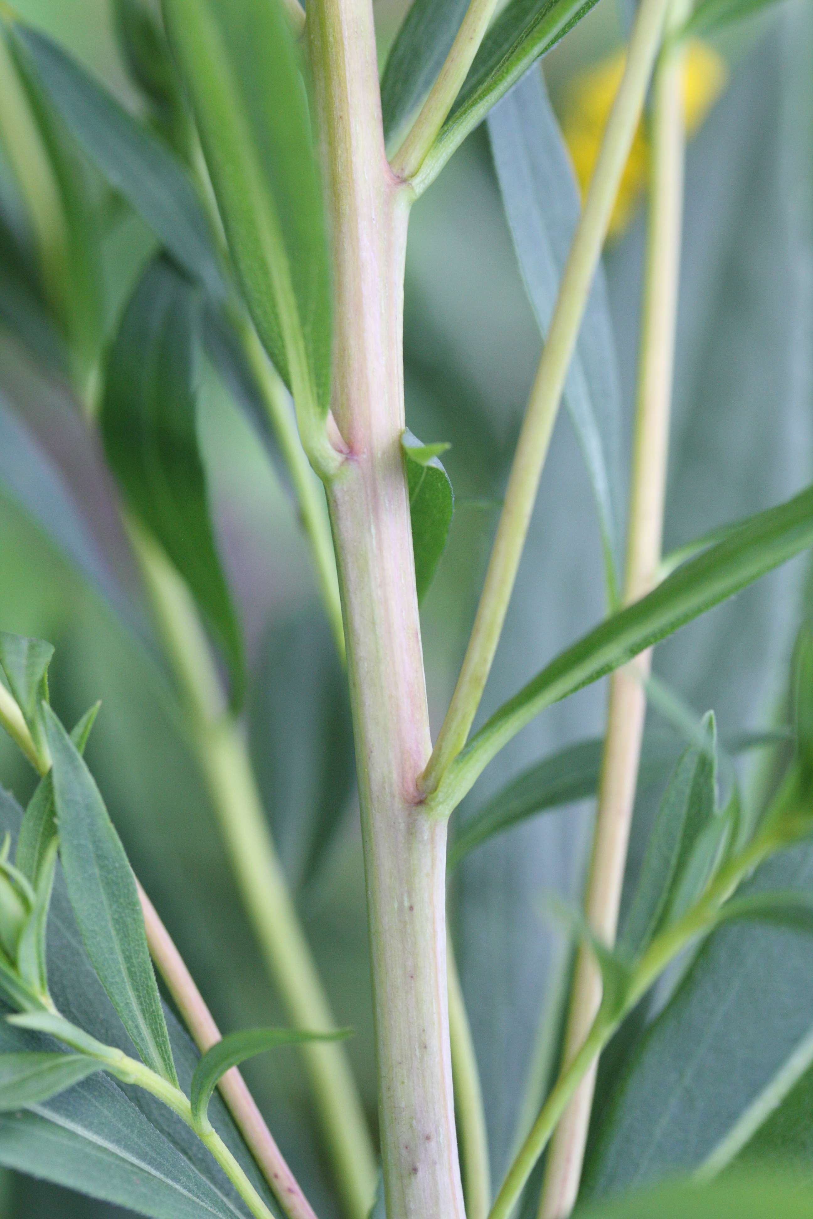 solidago_gigantea2md