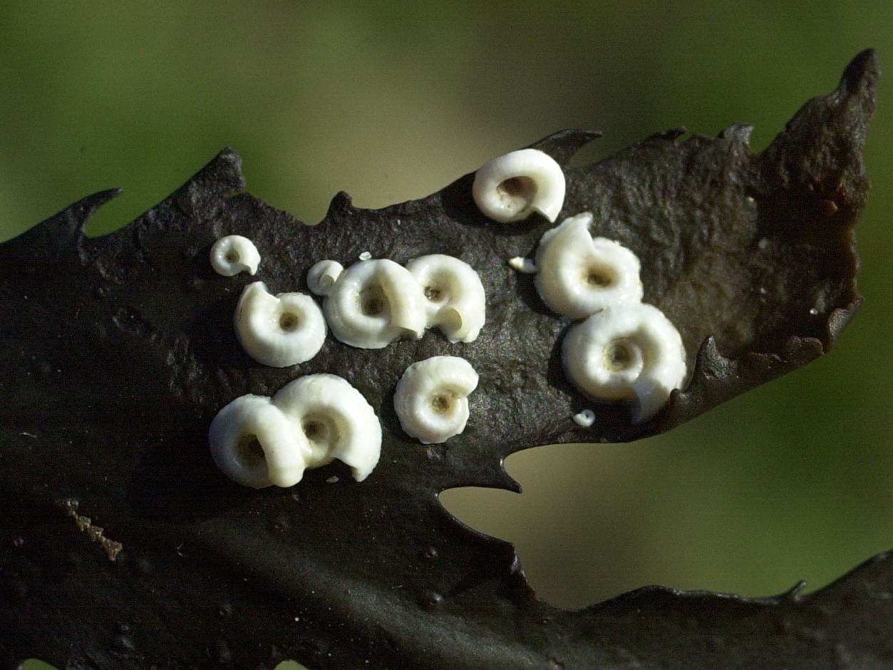 spirorbis_spirorbis2amd