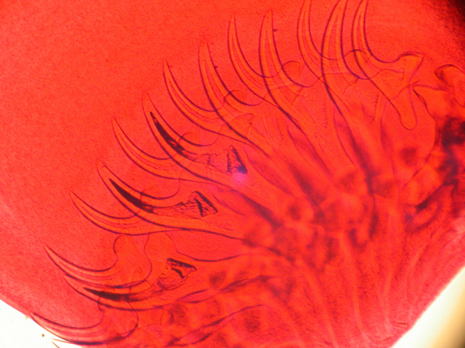 taenia_pisiformis2md