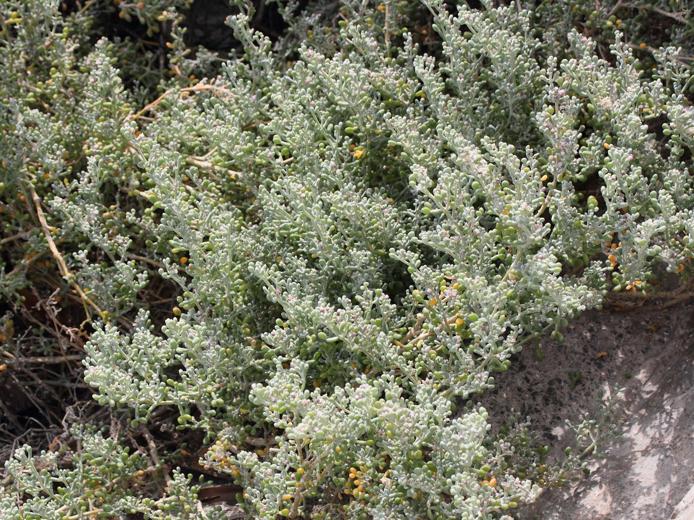 tetraena_fontanesii4md