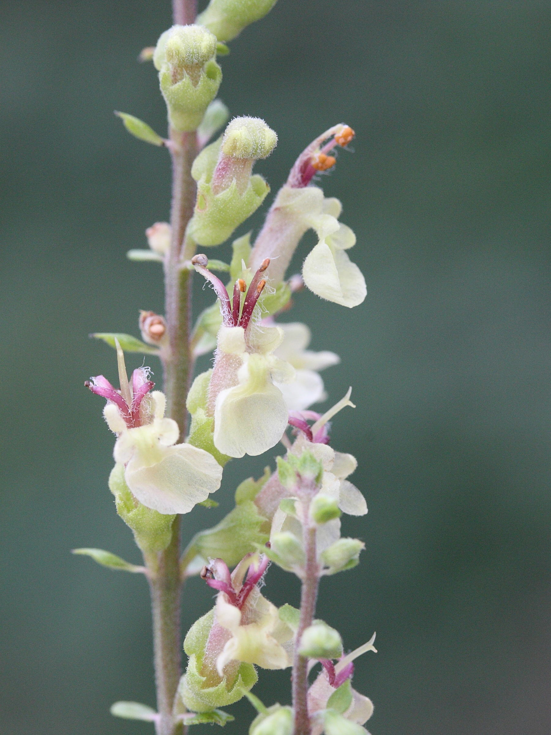 Afficher le média teucrium_scorodonia4amd teucrium_scorodonia4amd