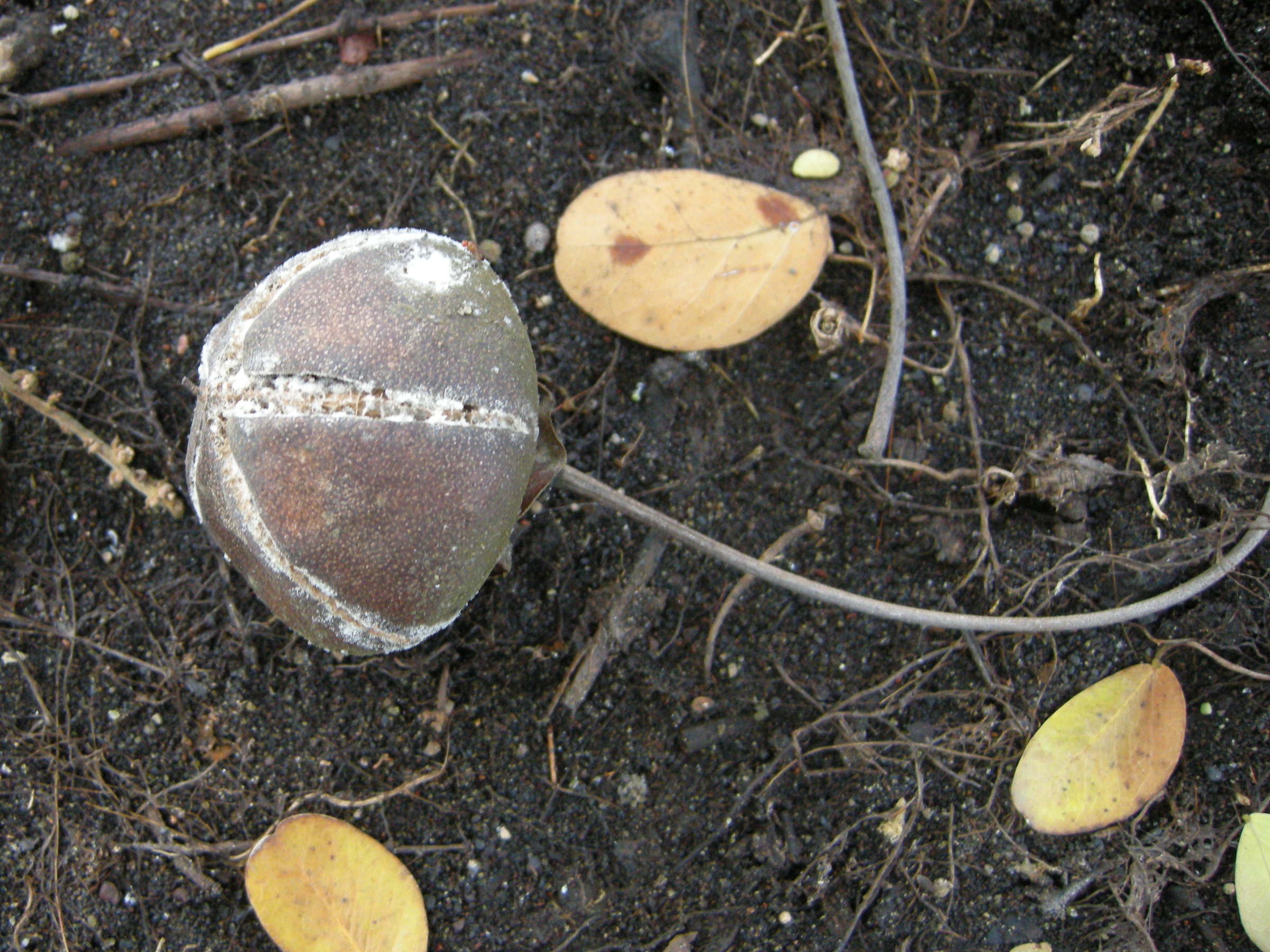 thespesia_populneoides4md