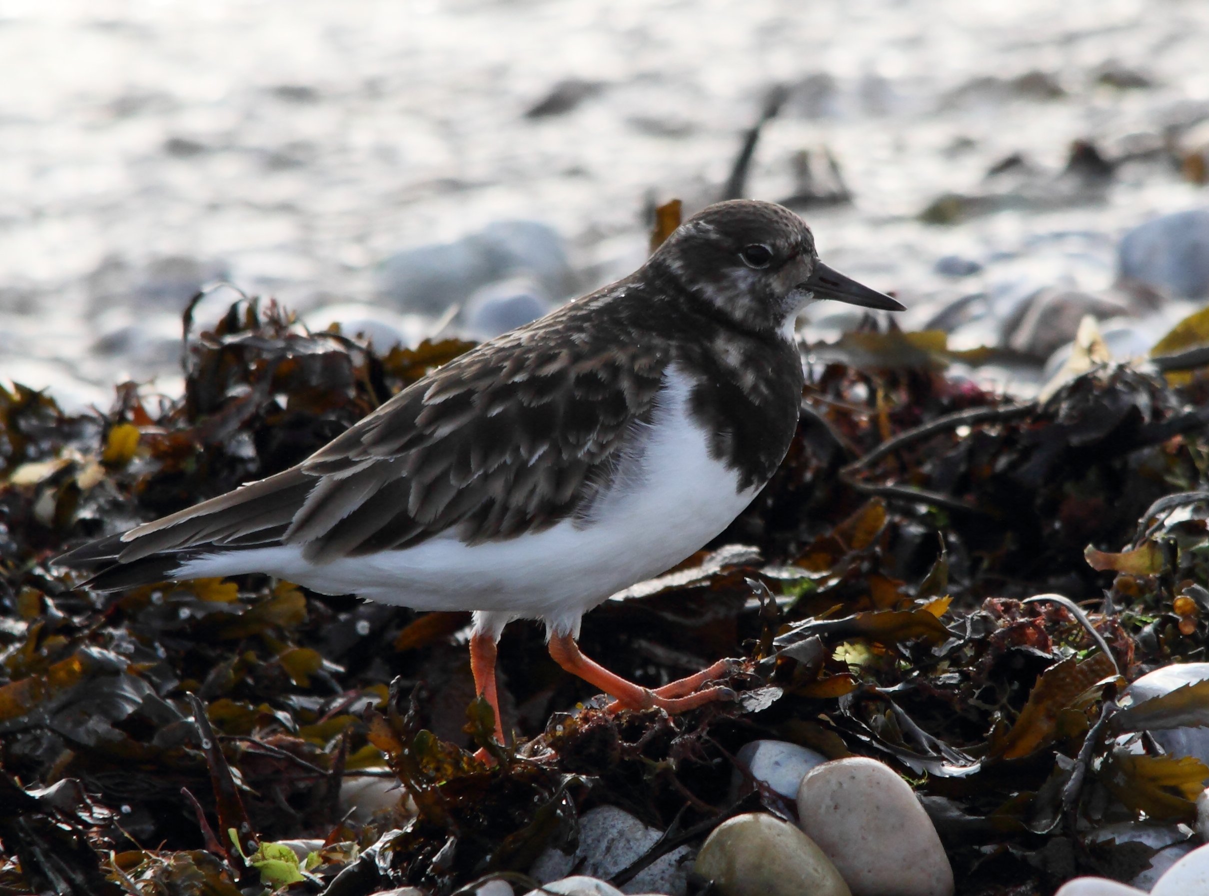 tournepierre_a_collier_-_arenaria_interpres2bd