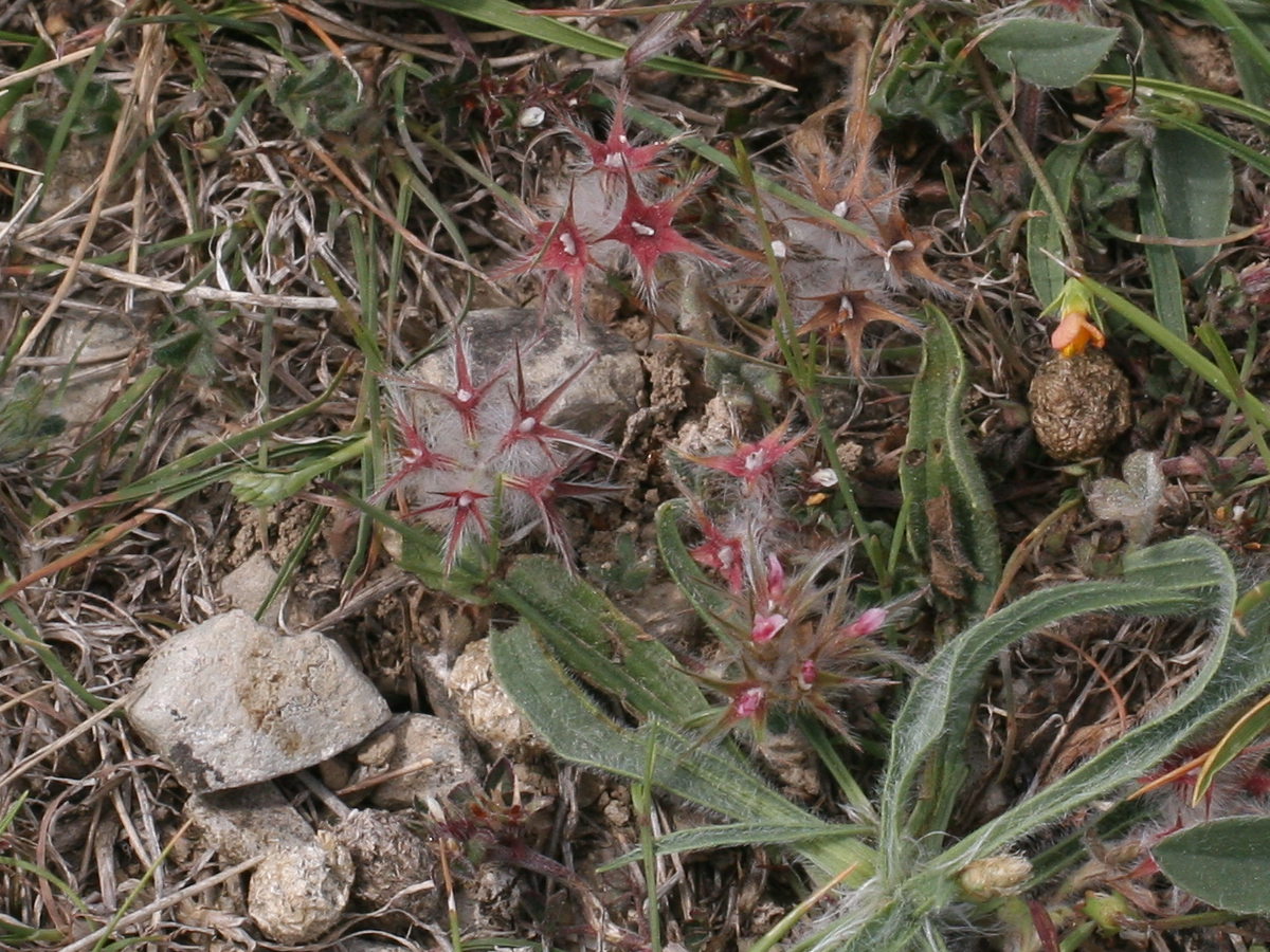 trifolium_stellatum2md