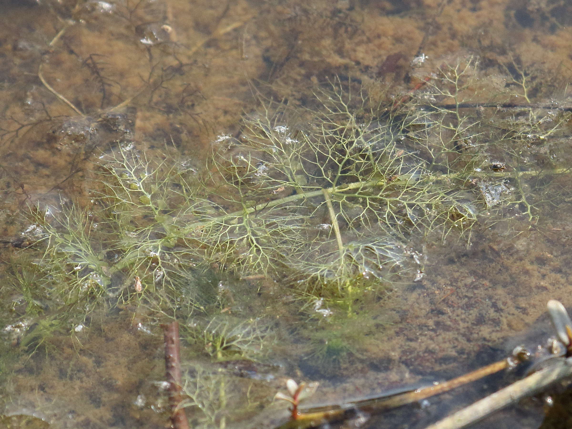 utricularia_australis6bd