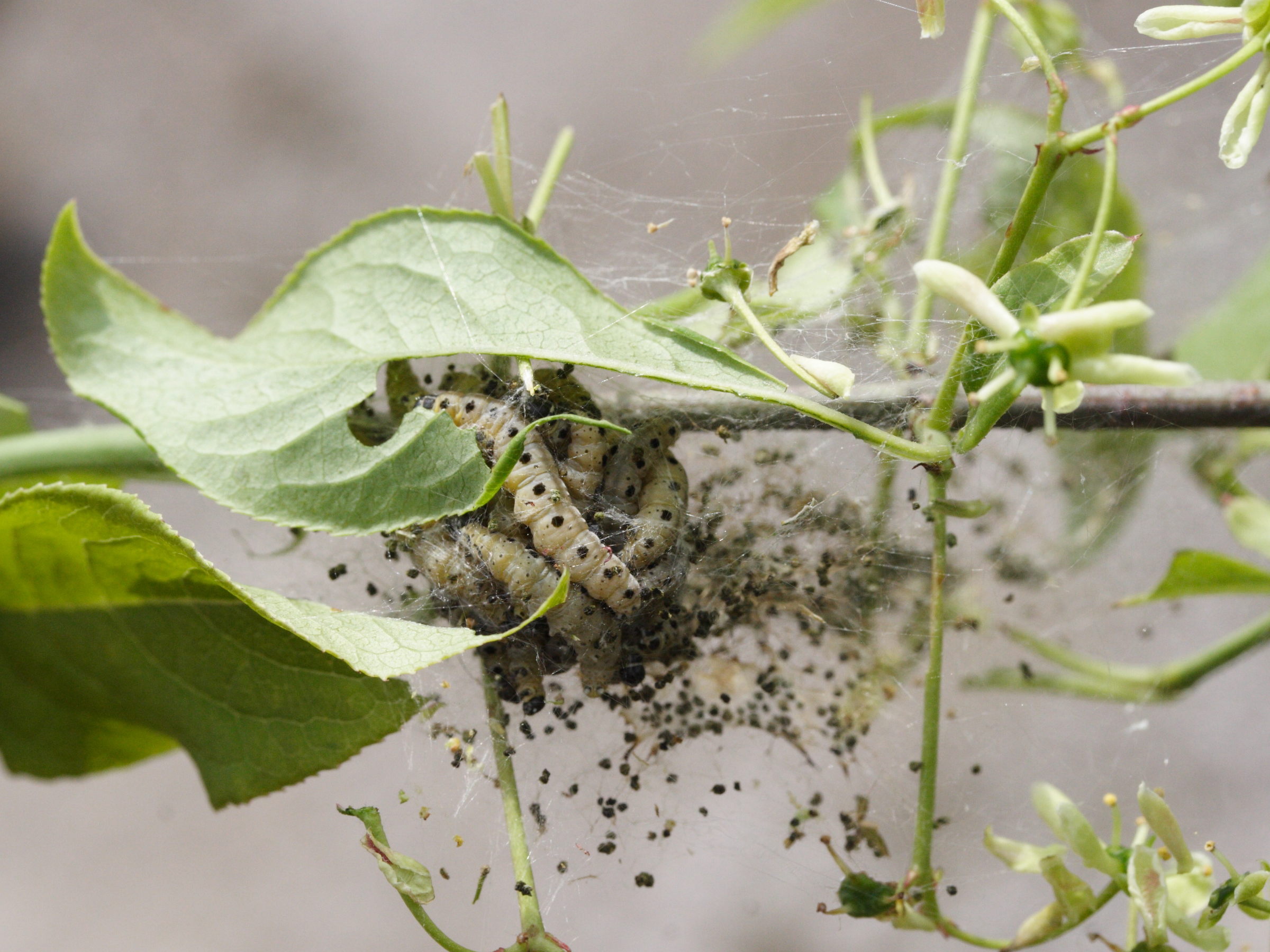 yponomeuta_cagnagella_ch1md