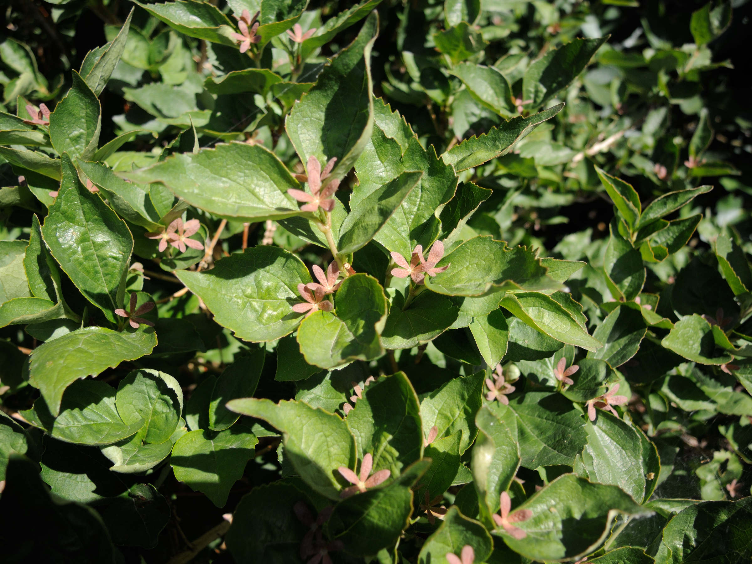 abelia_spathulata1md