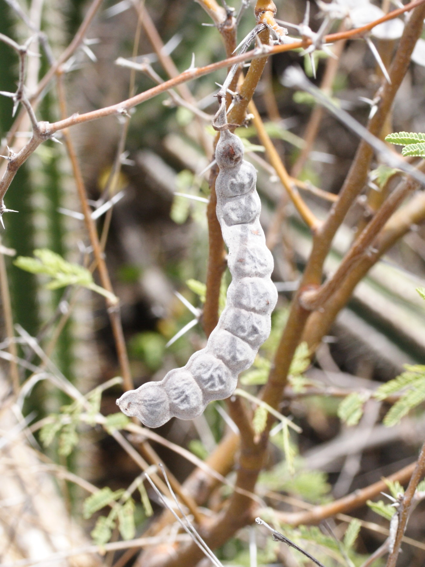 Afficher le média acacia_nilotica2md acacia_nilotica2md