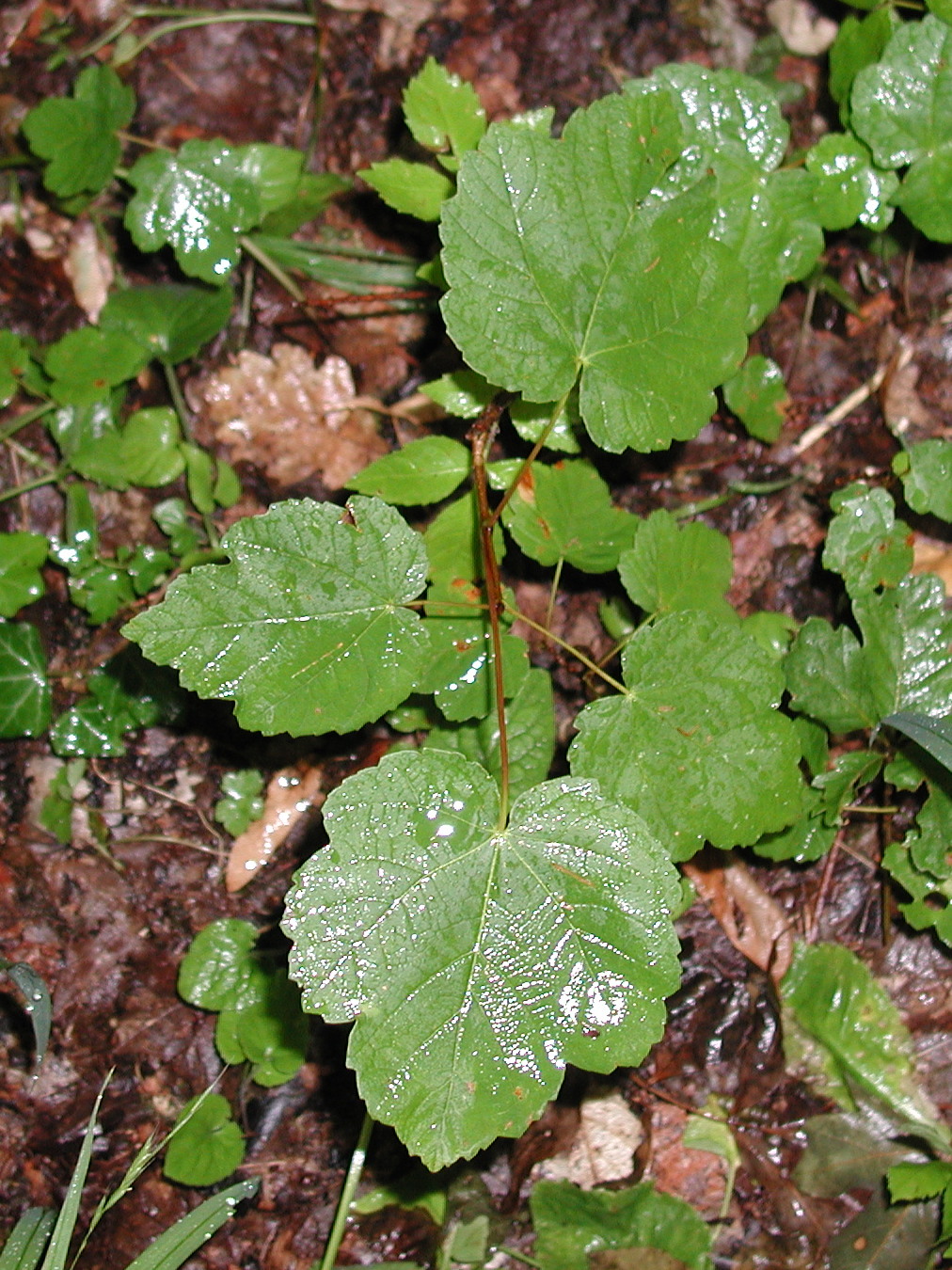 Afficher le média acer_opalus2md acer_opalus2md