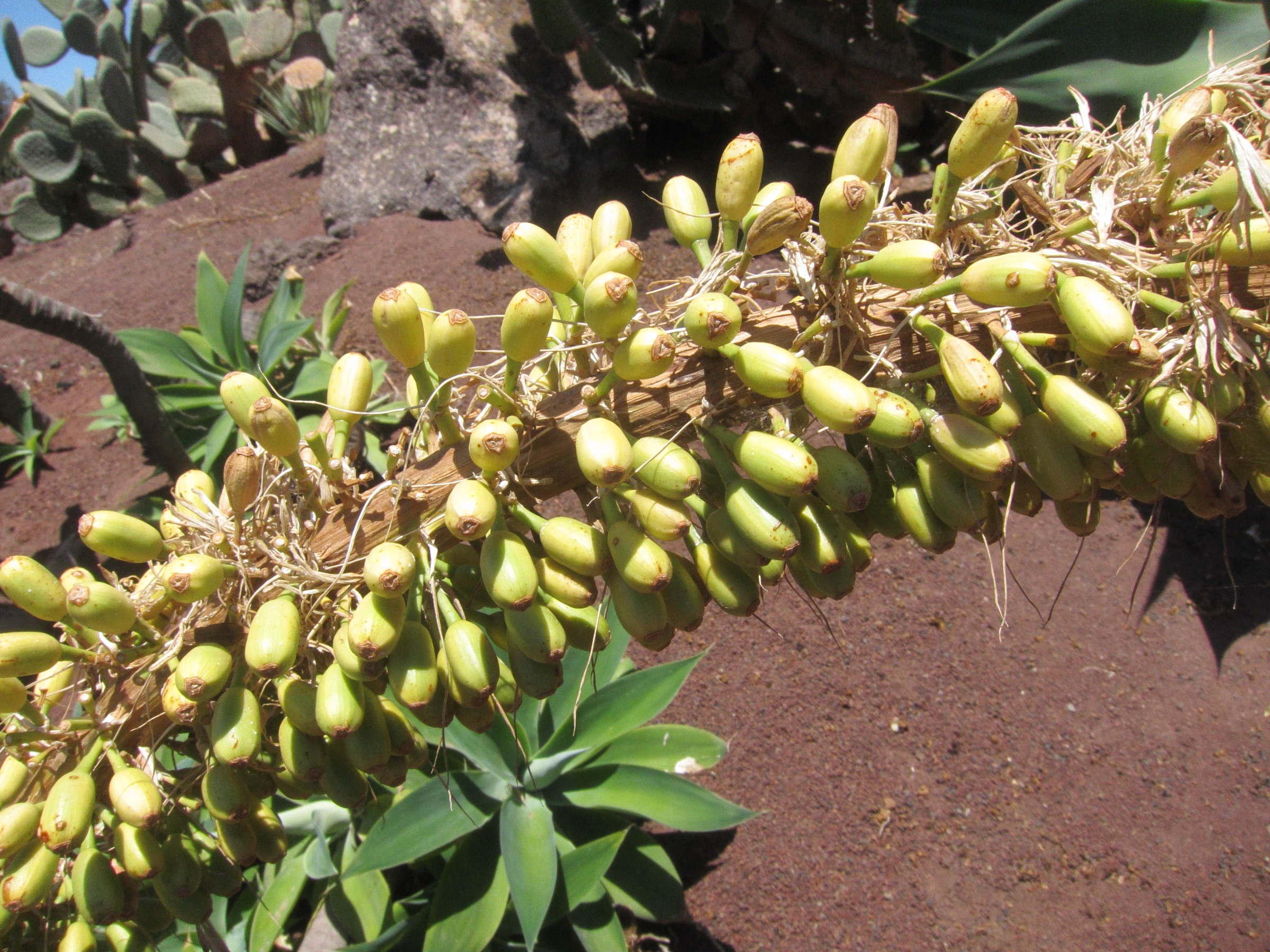 Afficher le média agave_attenuata6bd agave_attenuata6bd