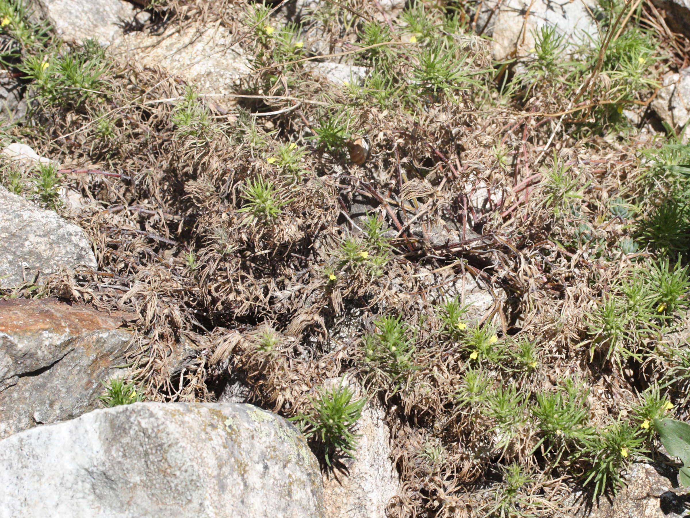 ajuga_chamaepitys1md