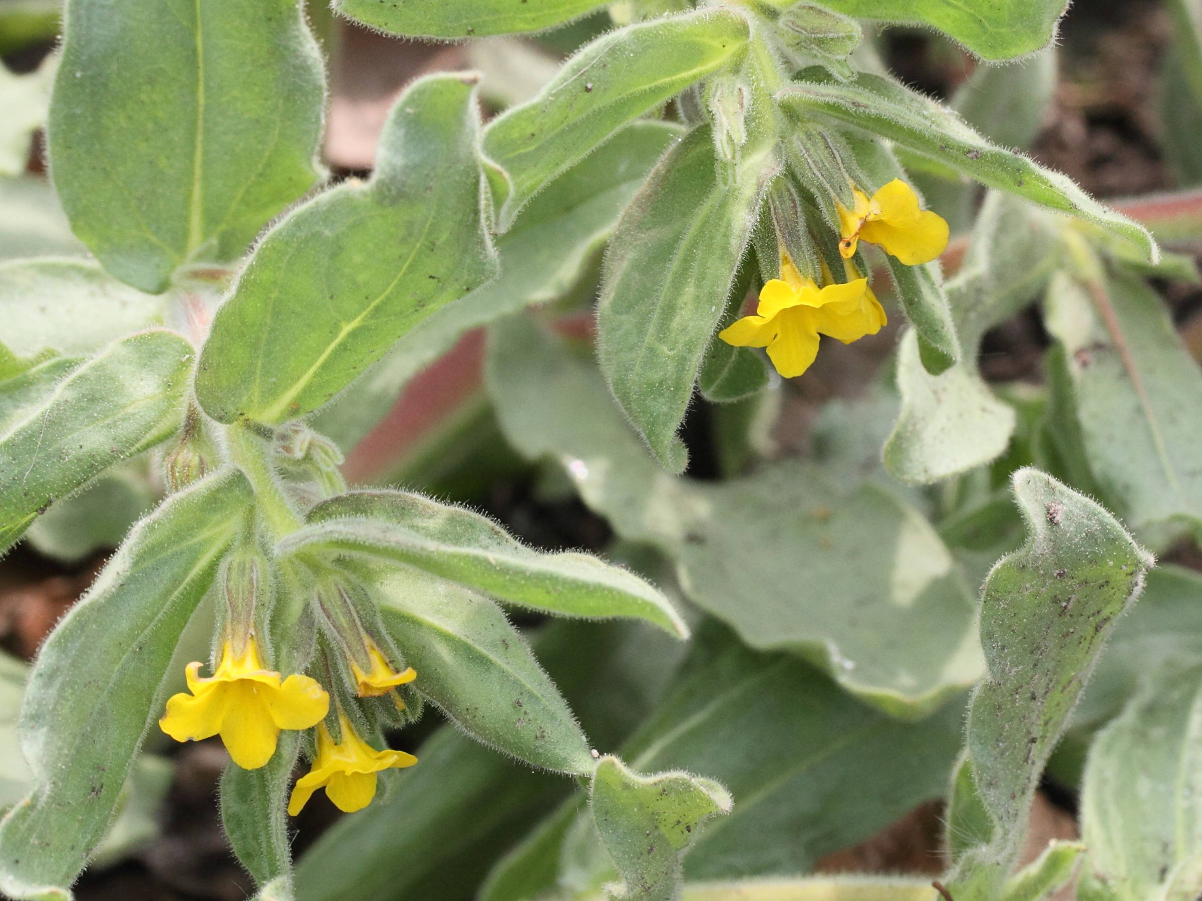 alkanna_orientalis2md