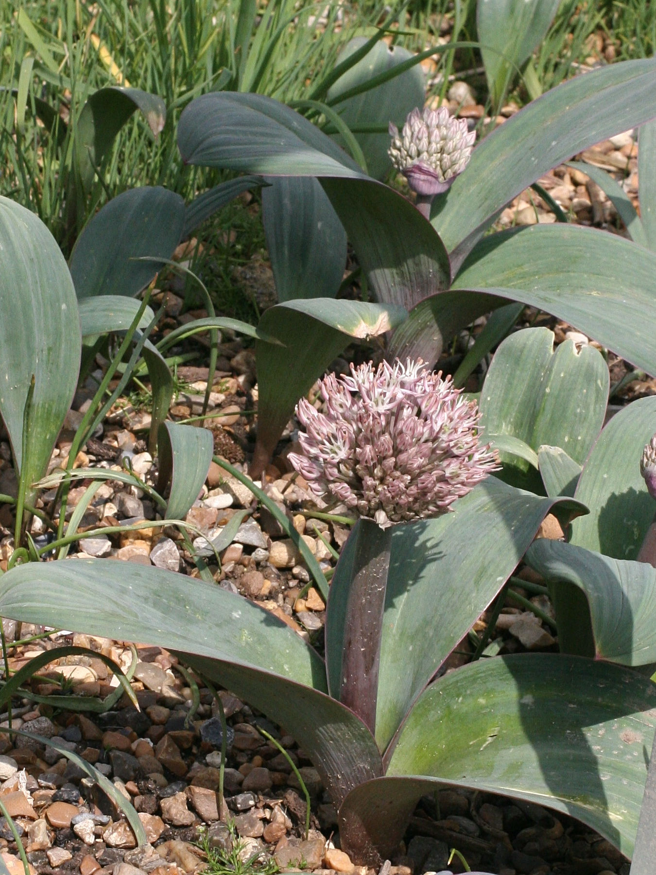 allium_karataviense2md