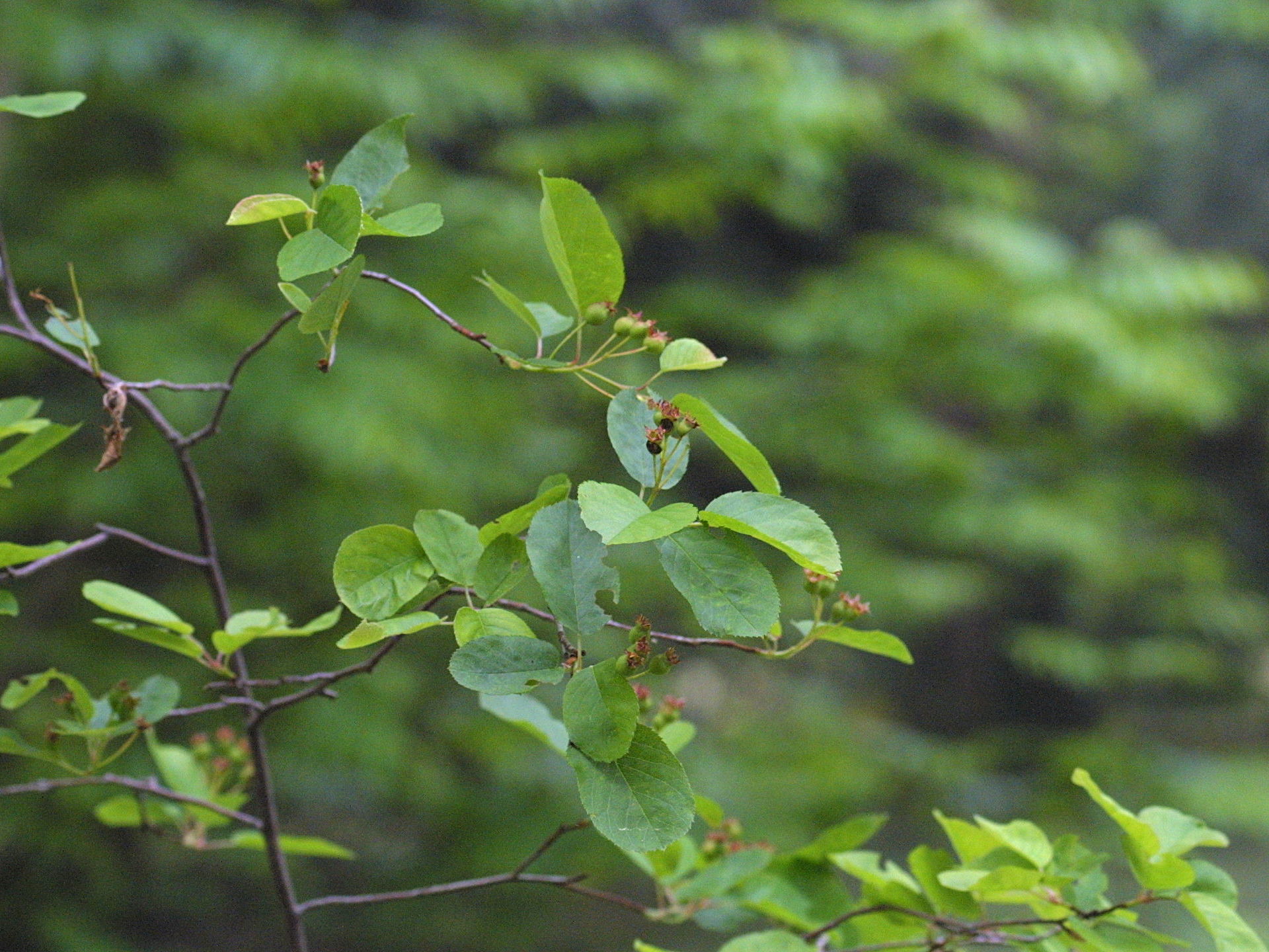 amelanchier_lamarckii1bmd