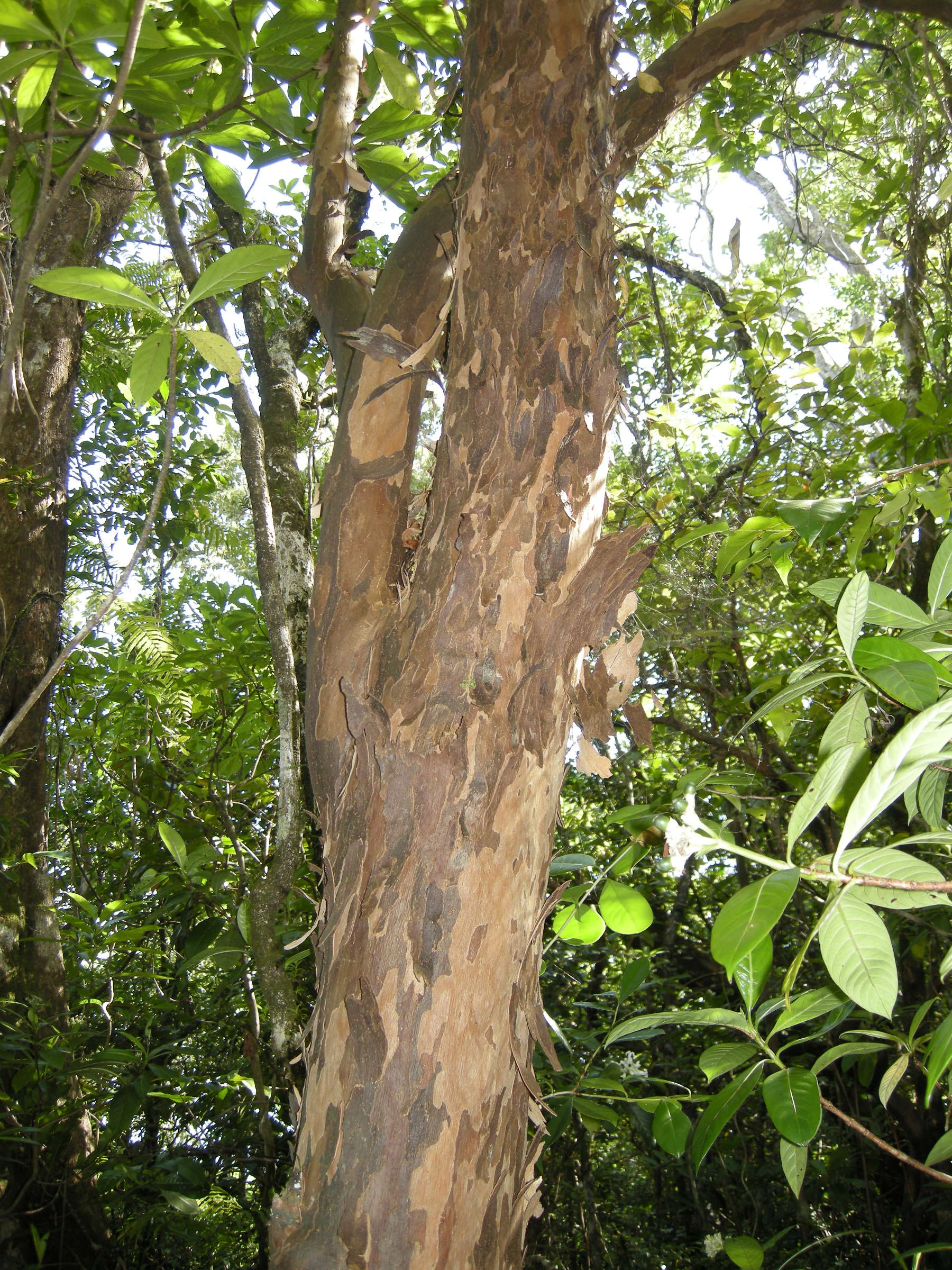 aphloia_theiformis5md