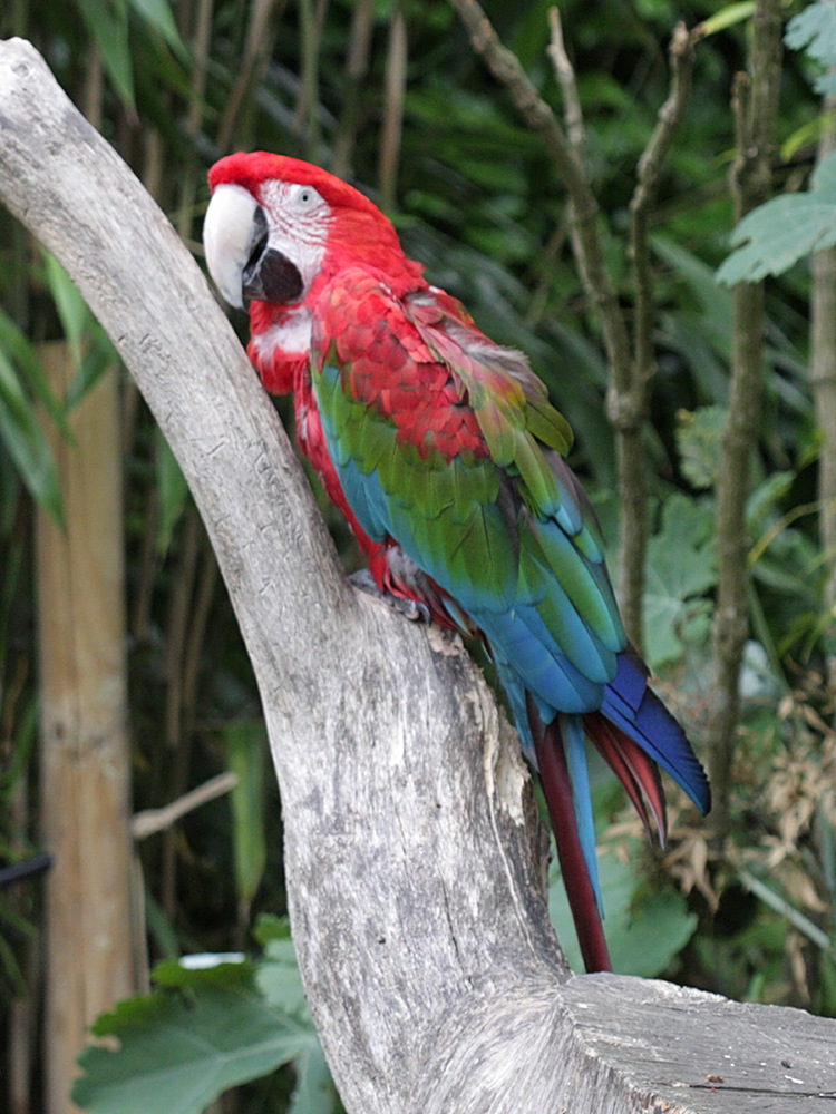 ara_chloroptere_-_ara_chloropterus1bd