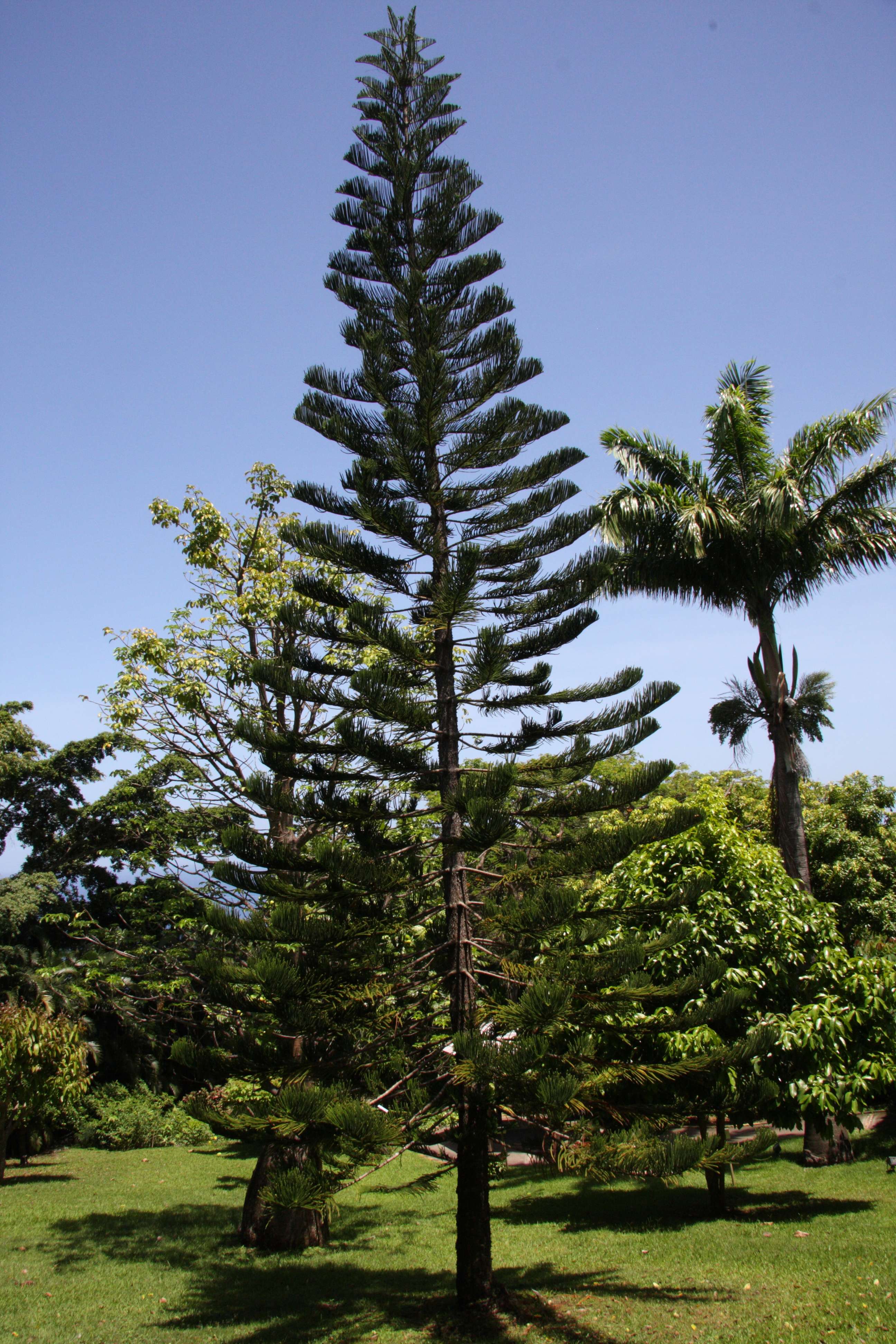 Afficher le média araucaria_heterophylla3md araucaria_heterophylla3md