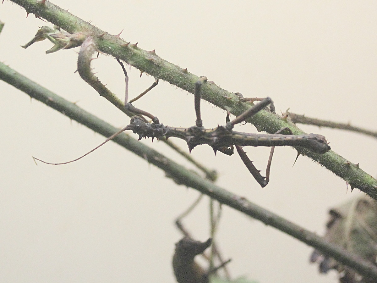 Afficher le média aretaon_asperrimus1md aretaon_asperrimus1md