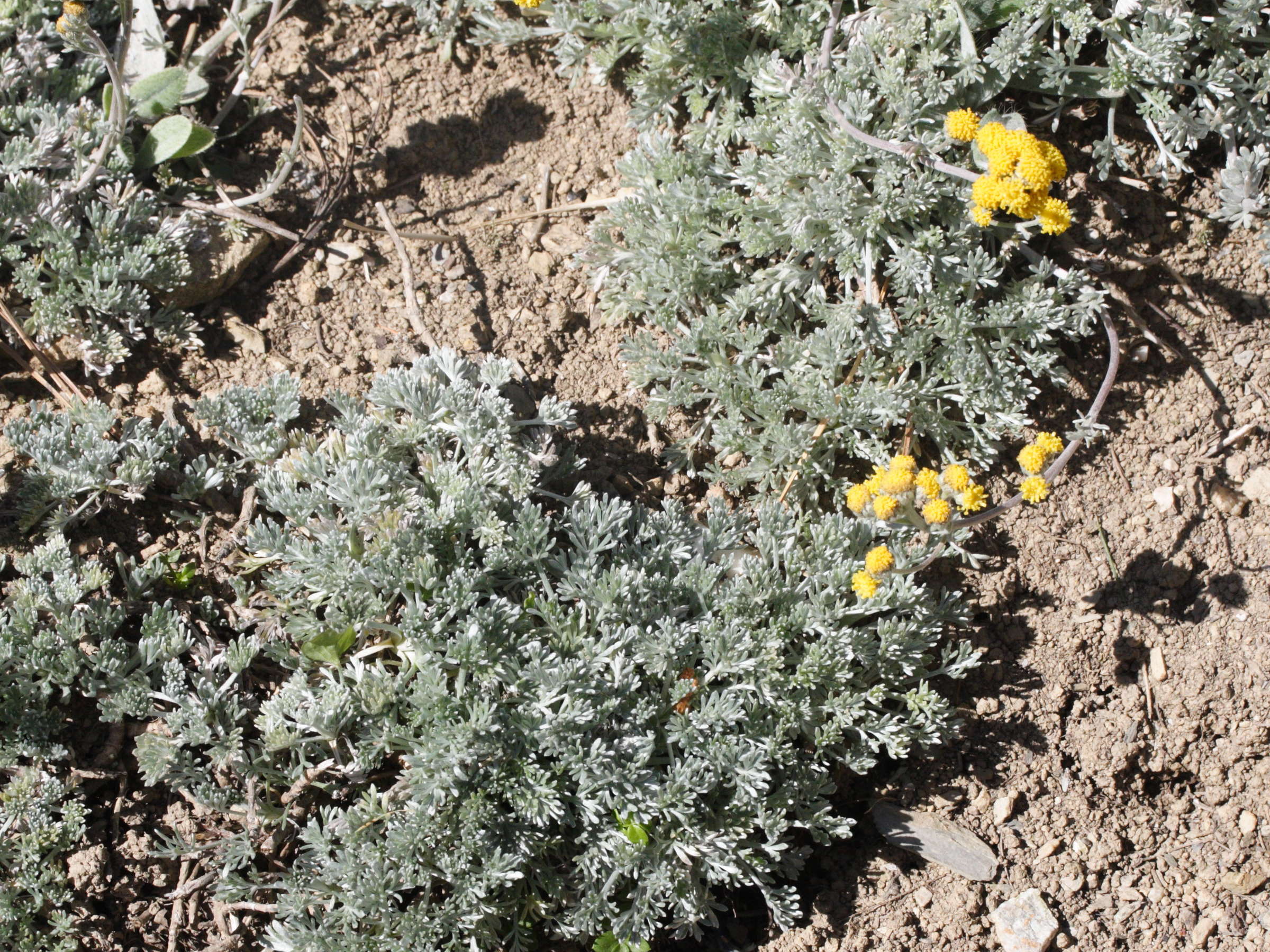 Afficher le média artemisia_glacialis1md artemisia_glacialis1md