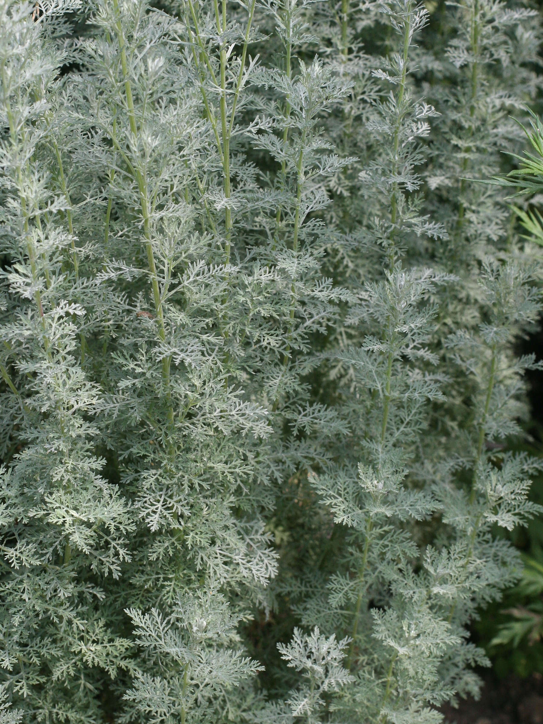 artemisia_maritima1md