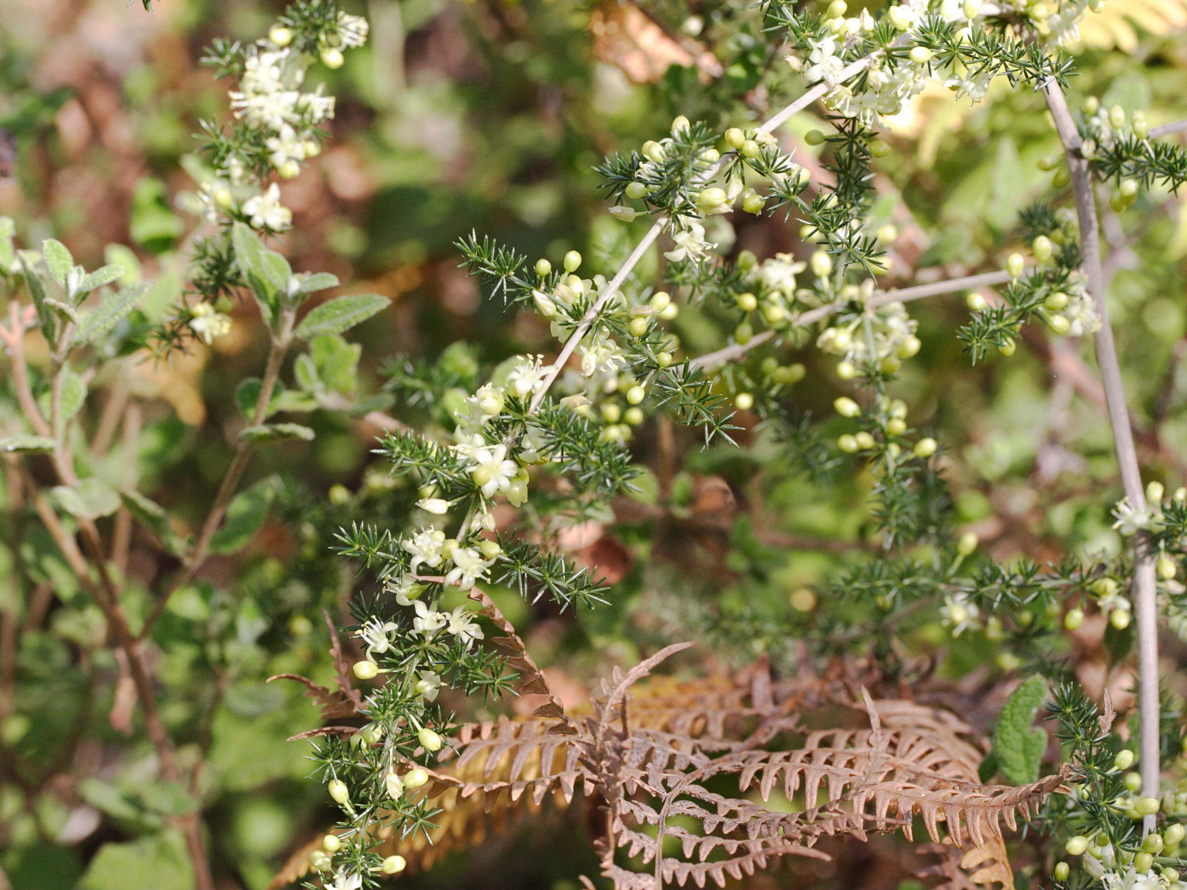 asparagus_acutifolius3md