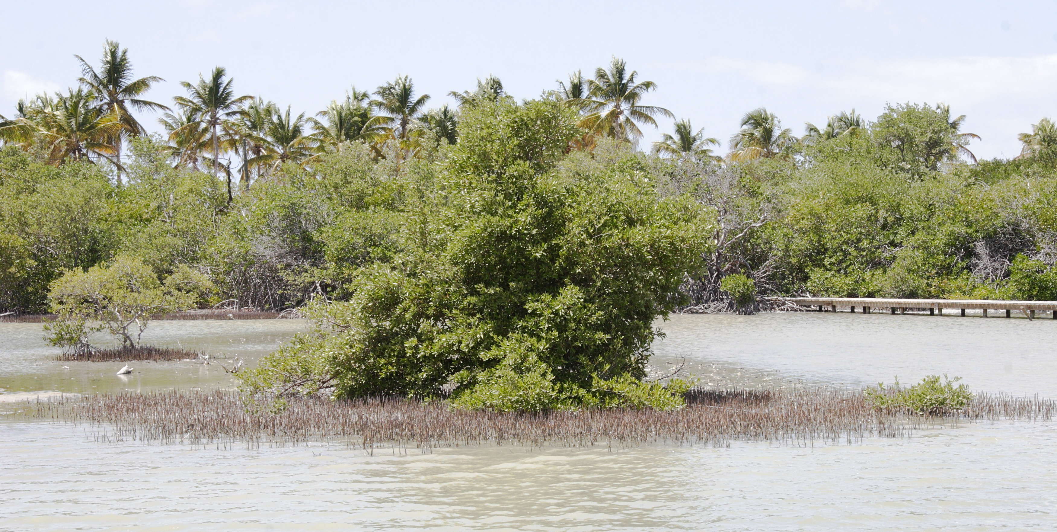 avicennia_germinans6md