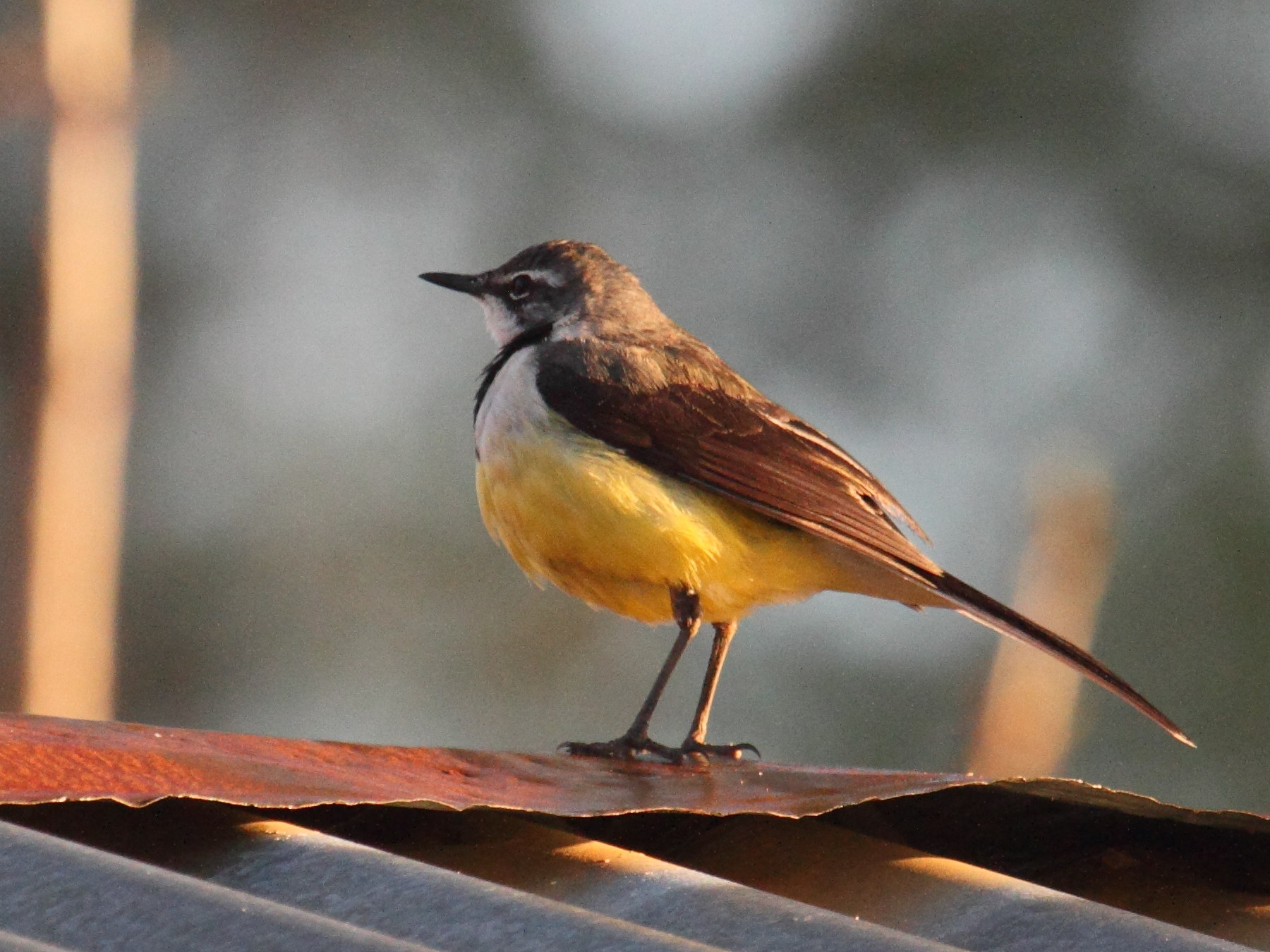 bergeronnette_malgache_-_motacilla_flaviventris2bd