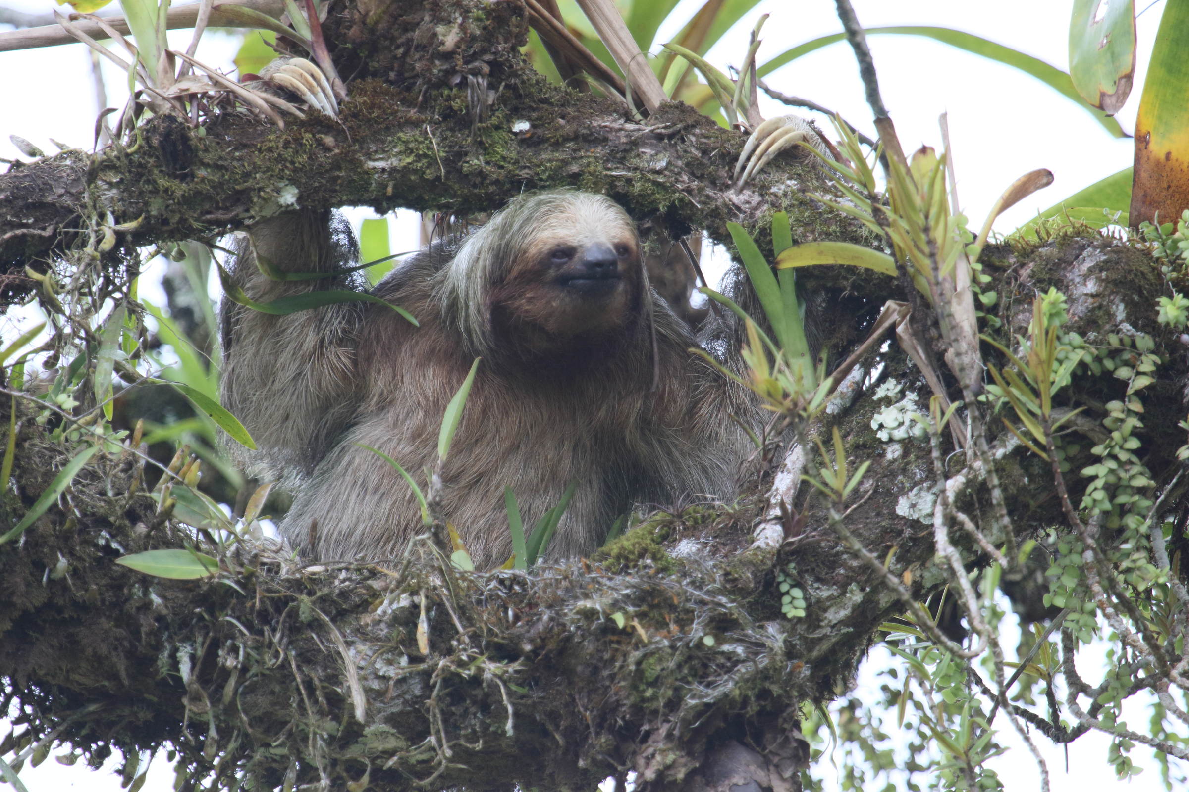 bradypus_variegatus2bd