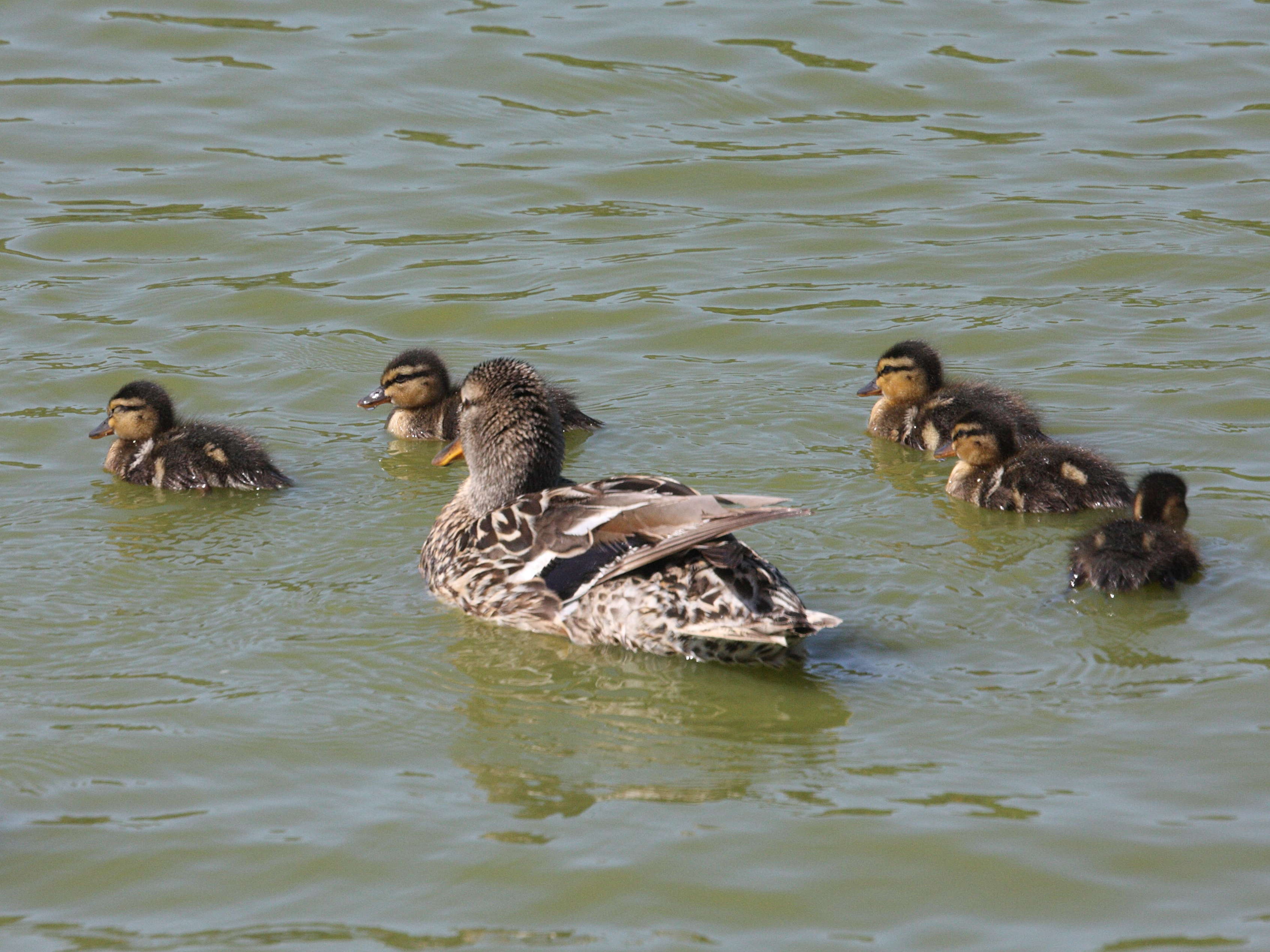 canard_colvert_-_anas_platyrhynchos5md