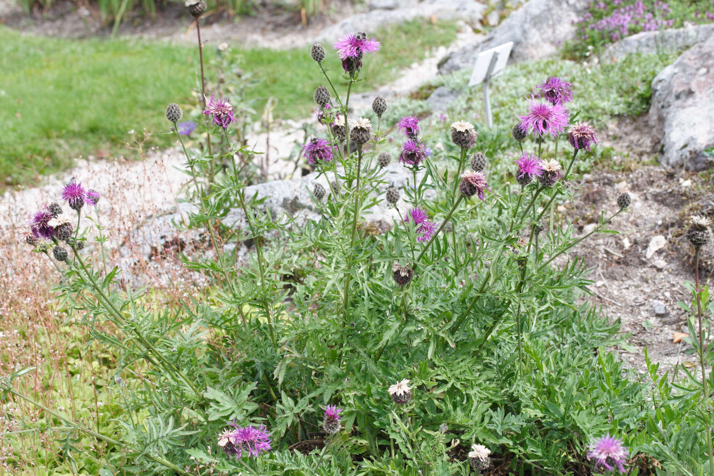 centaurea_alpestris1md
