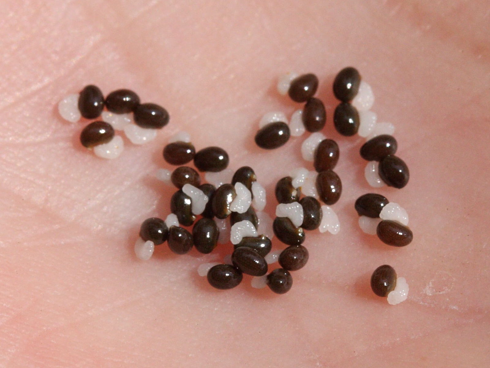 Afficher le média chelidonium_majus5md chelidonium_majus5md