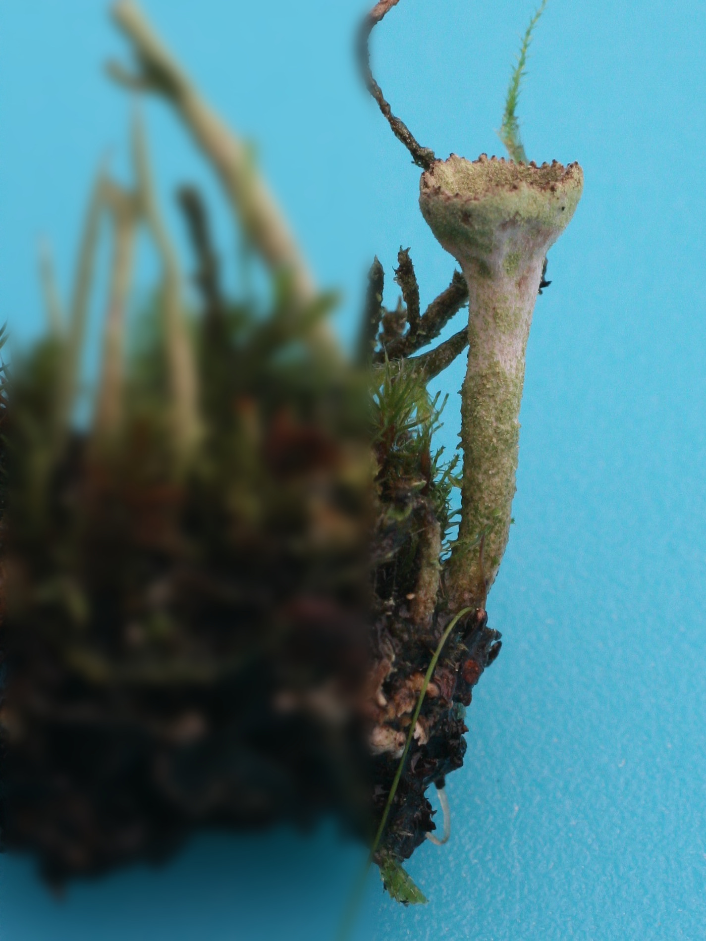Cladonia_chlorophaea