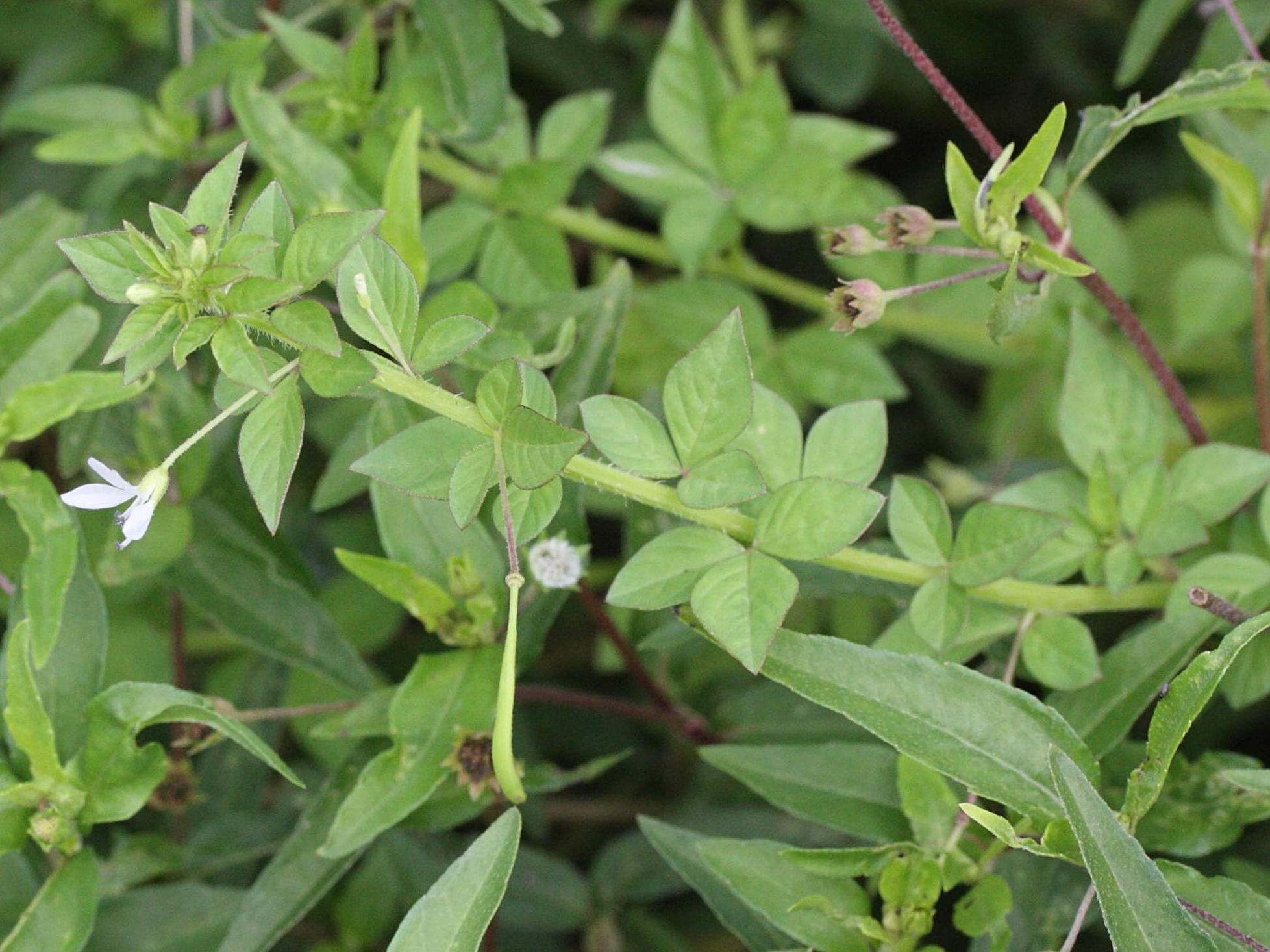 cleome_rutidosperma1md