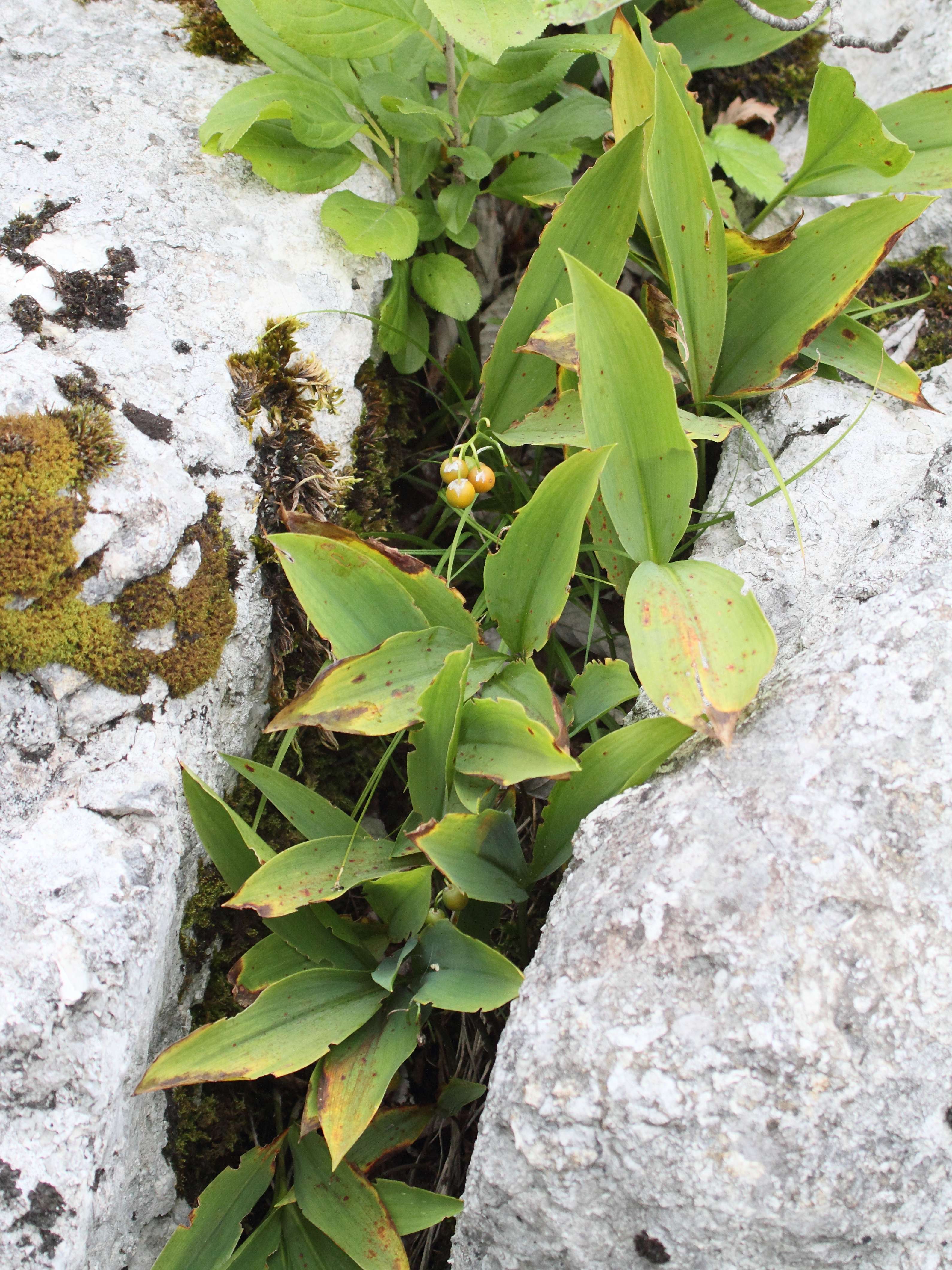 convallaria_maialis5bd