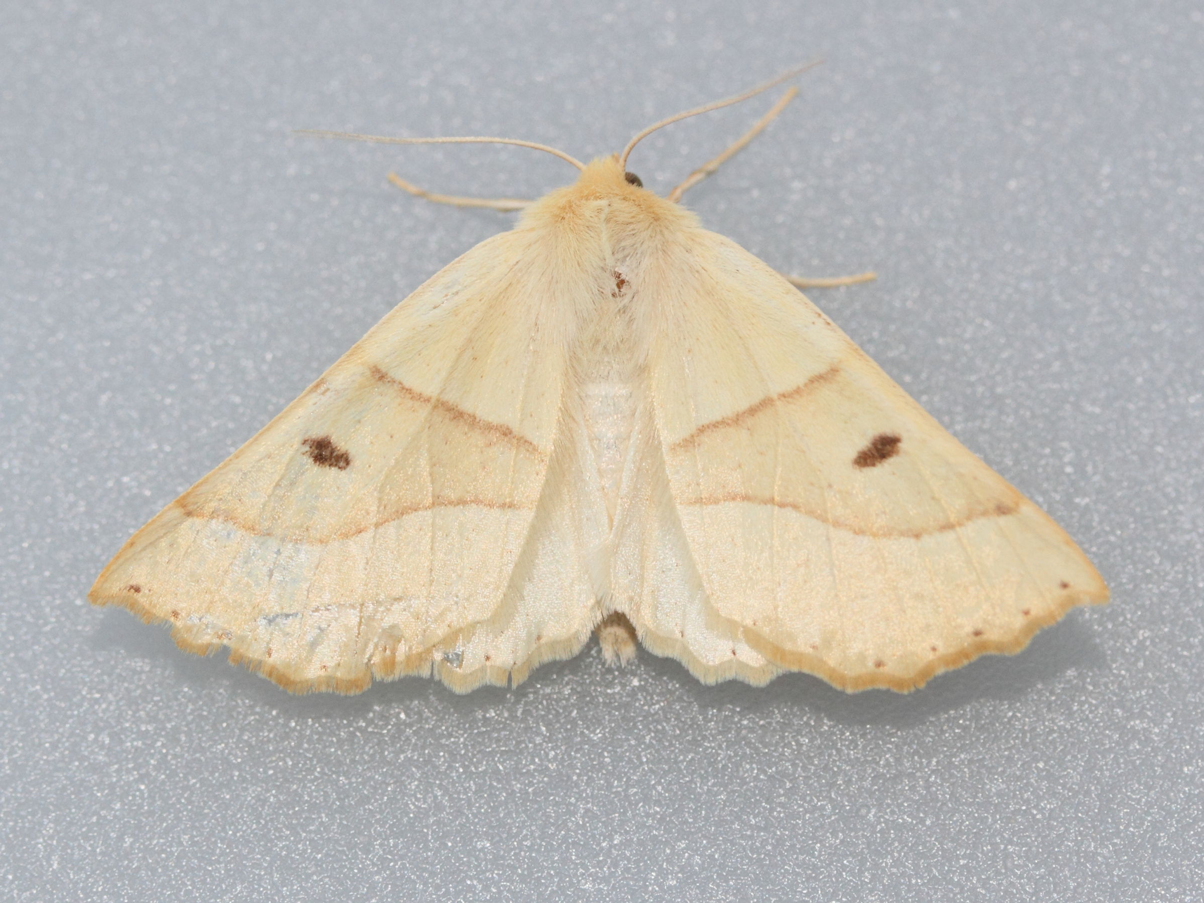 crocallis_elinguaria1md