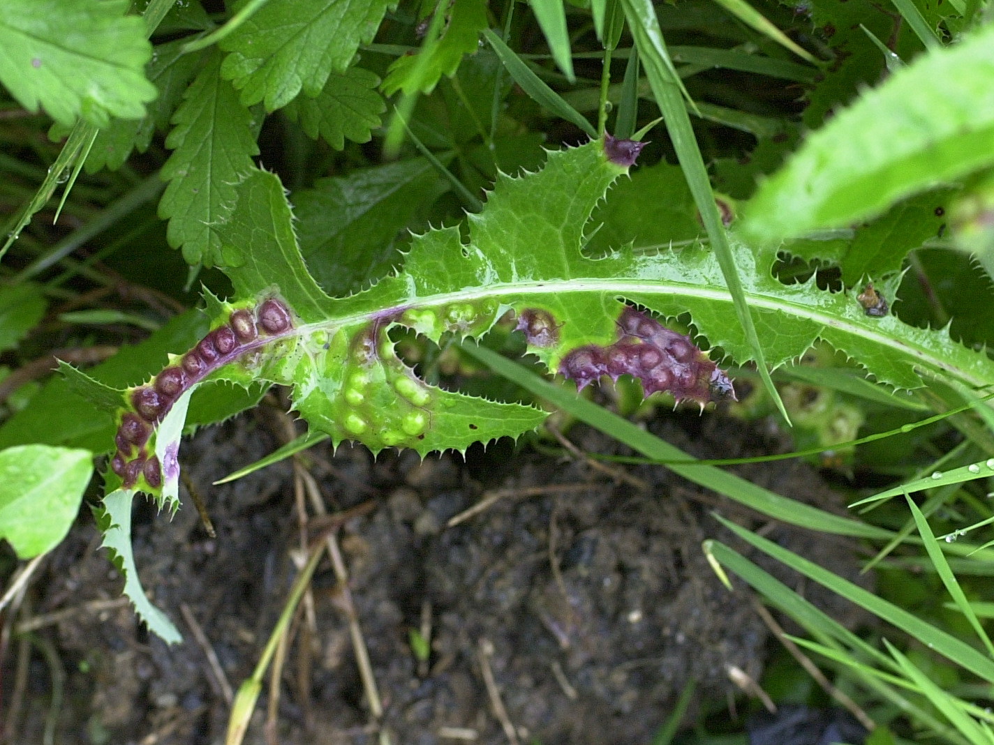 cystiphora_taraxaci_galle1md