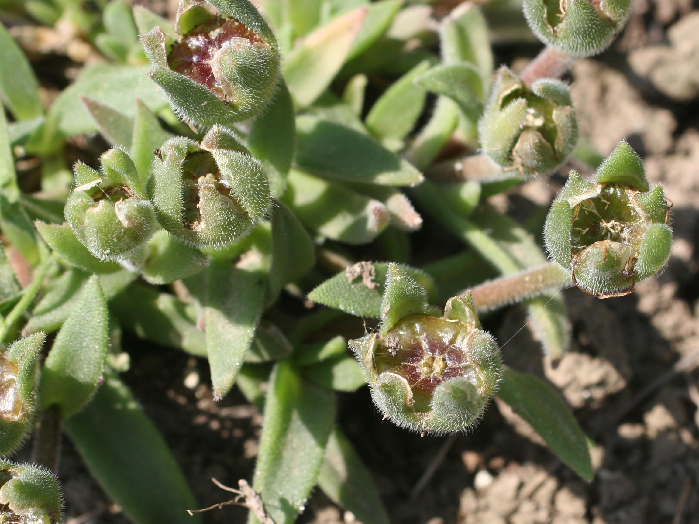 delosperma_sutherlandii3md
