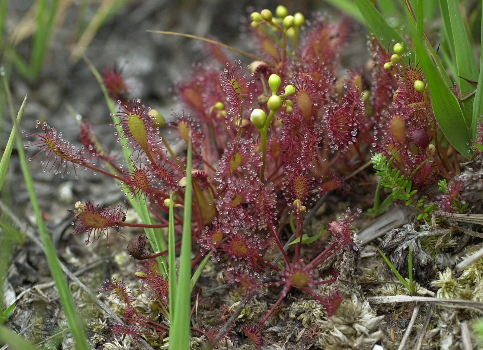 Afficher le média drosera_intermedia2md drosera_intermedia2md
