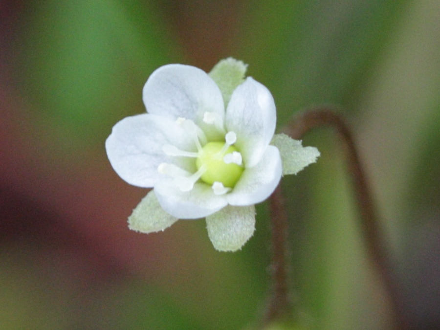 drosera_rotundifolia7bd