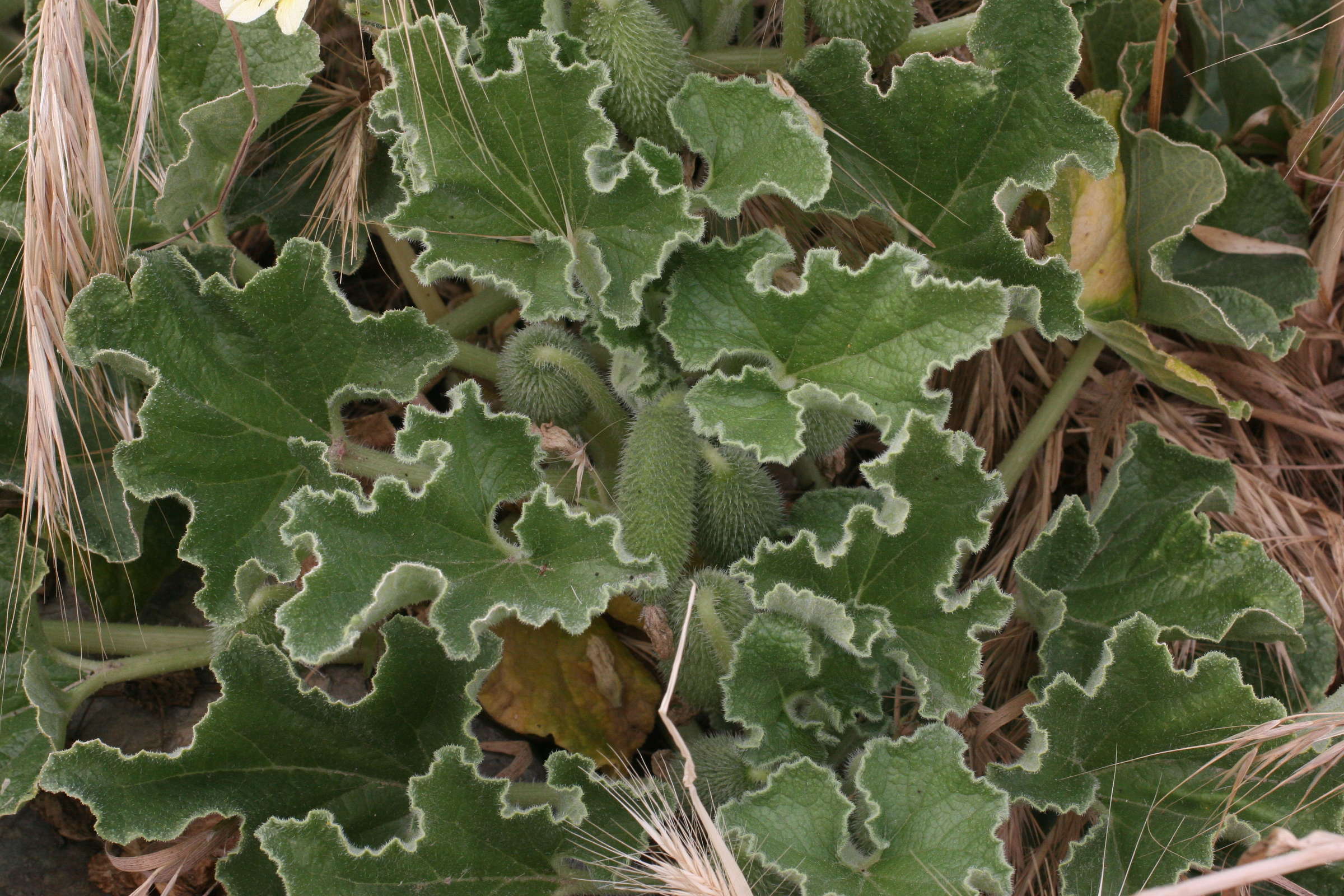 ecballium_elaterium5md