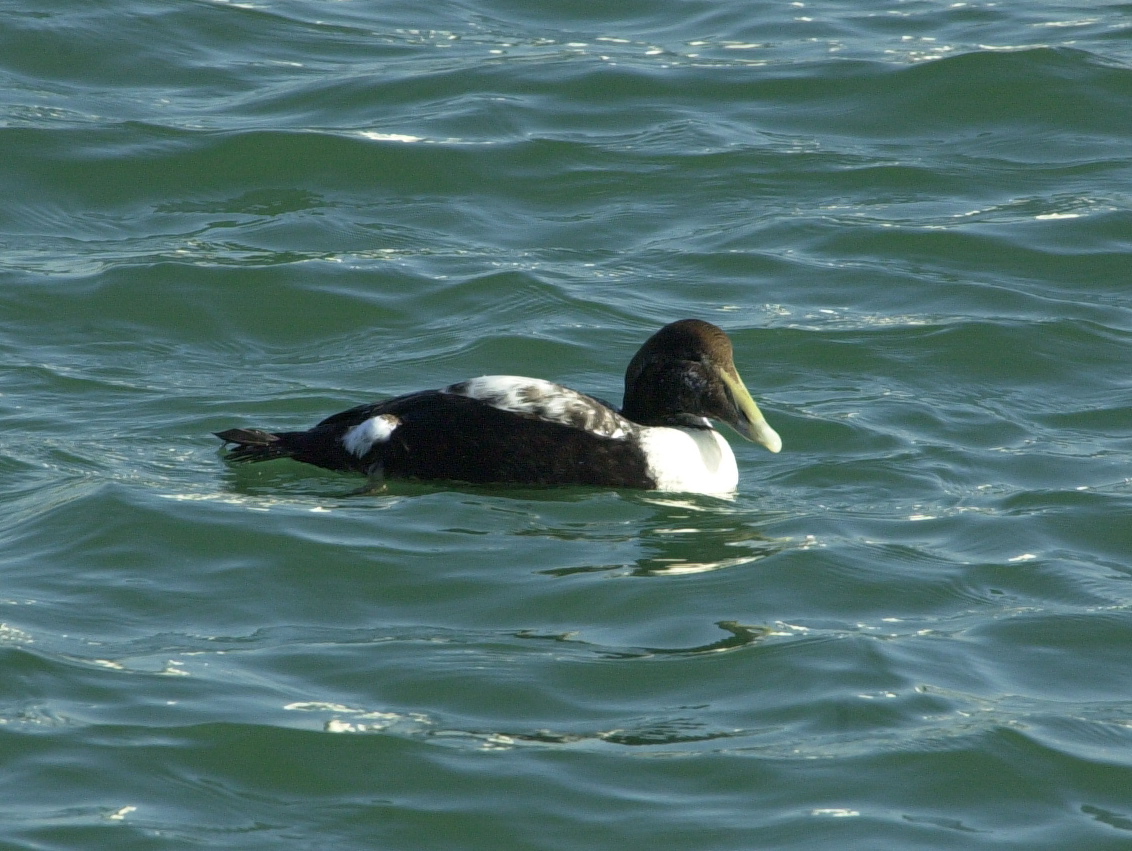 eider_a_duvet_-_somateria_mollissima6md