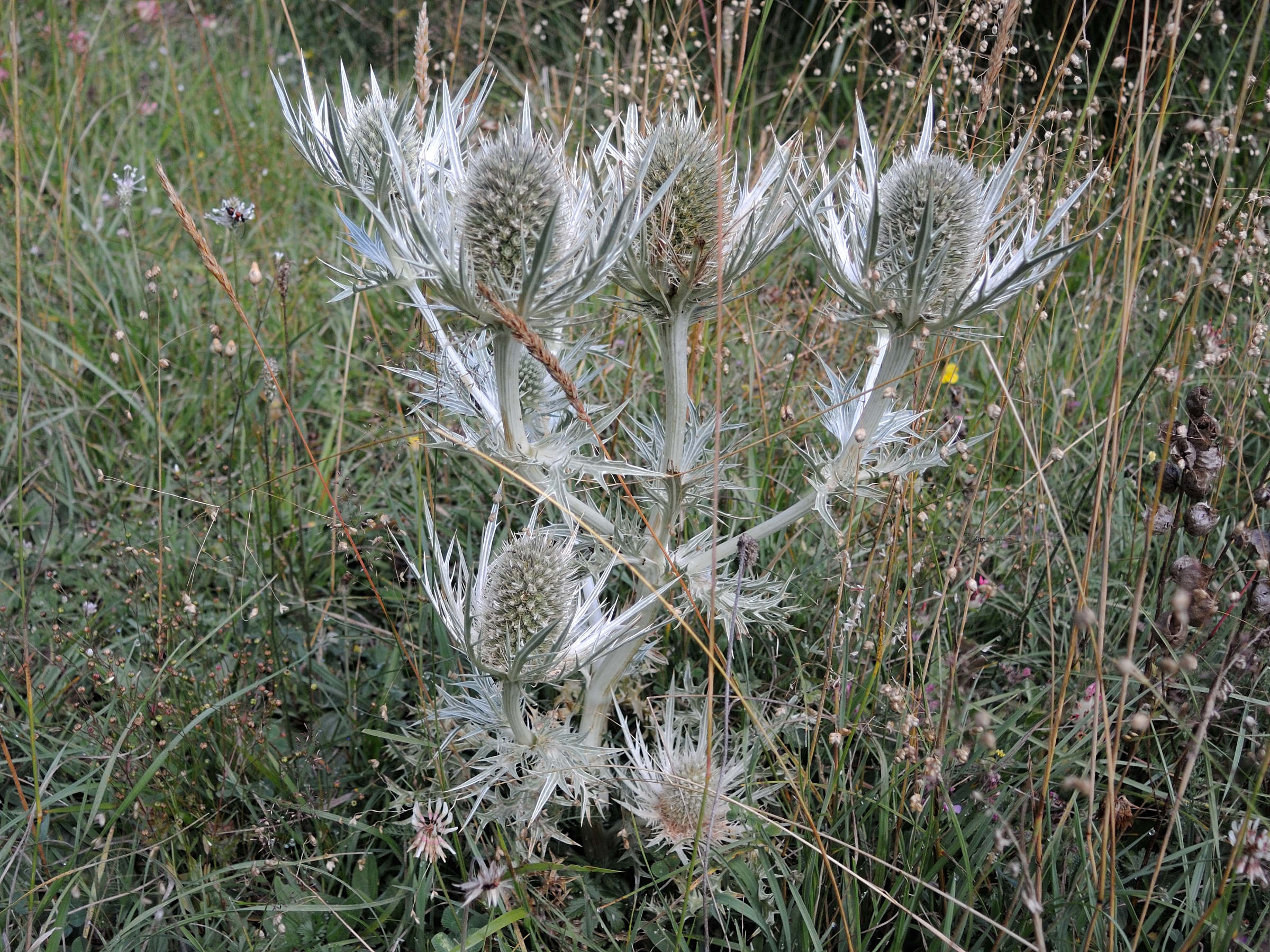 eryngium_spinalba3md