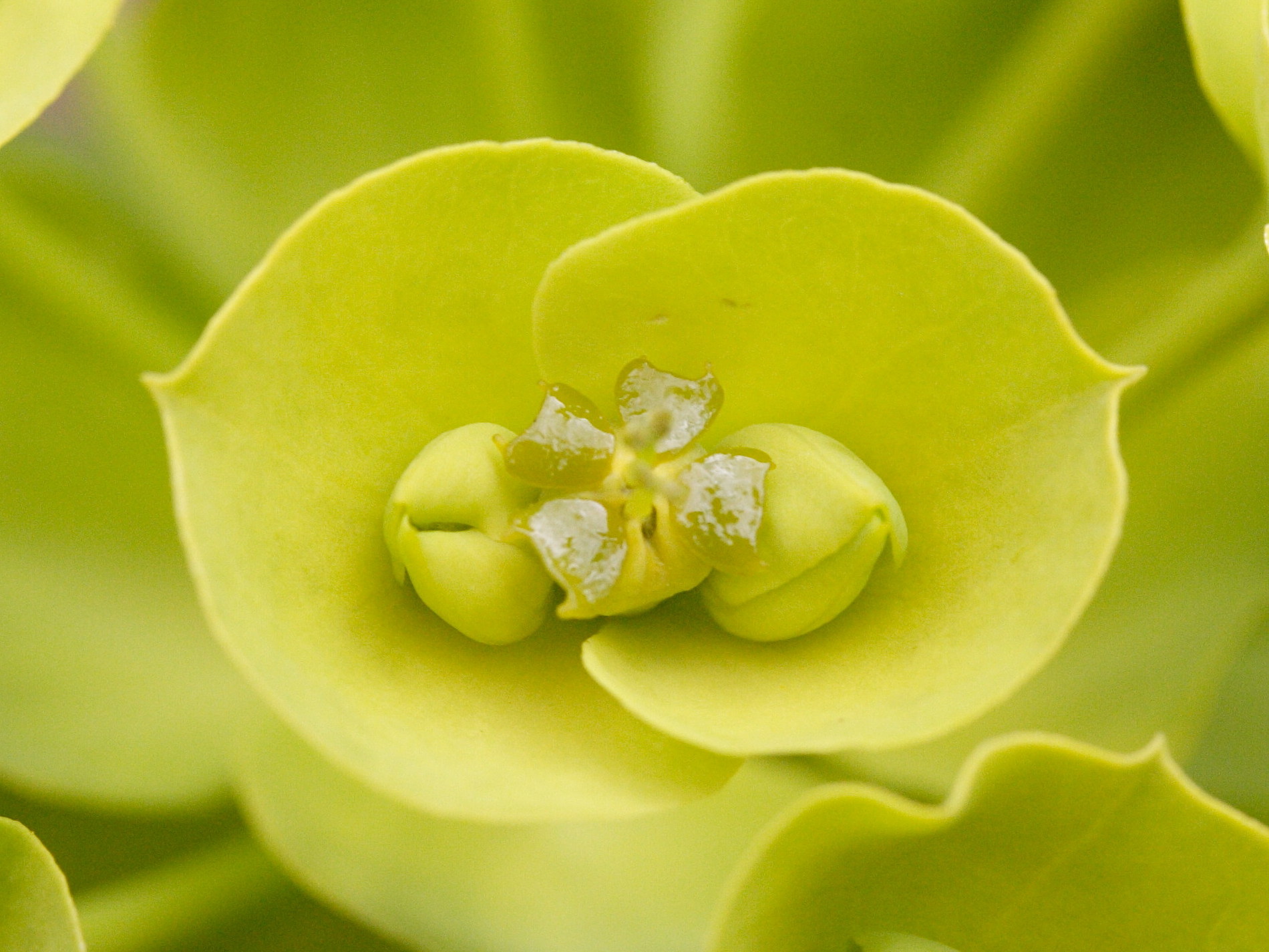 Afficher le média Euphorbia_nicaeensis Euphorbia_nicaeensis