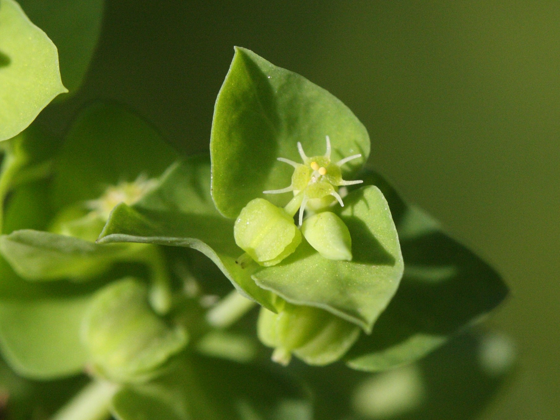 Afficher le média euphorbia_peplus2md euphorbia_peplus2md