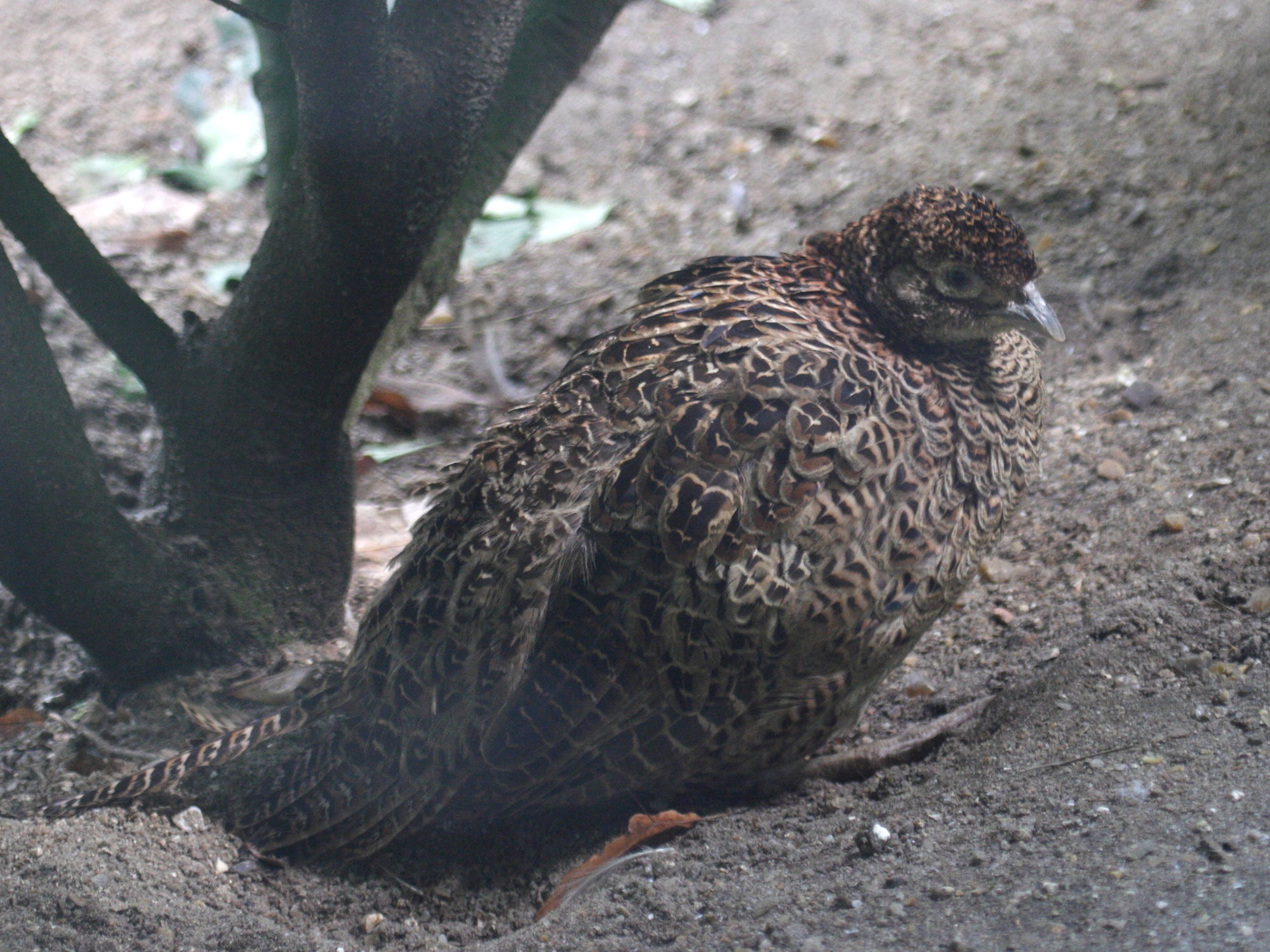 Afficher le média faisan_de_colchide_-robustipes-_-_phasianus_versicolor_robustipes2bd faisan_de_colchide_-robustipes-_-_phasianus_versicolor_robustipes2bd