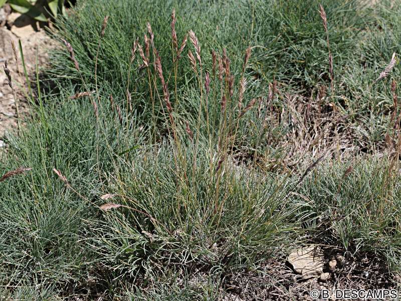 festuca_glacialis1